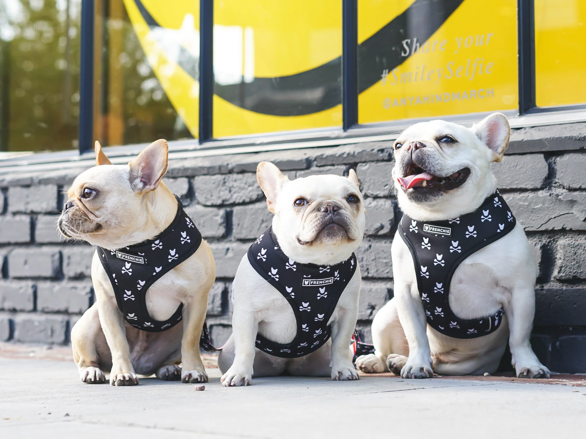 Frenchie Duo Reversible Harness Bad to the Bone，兩種造型一件搞定