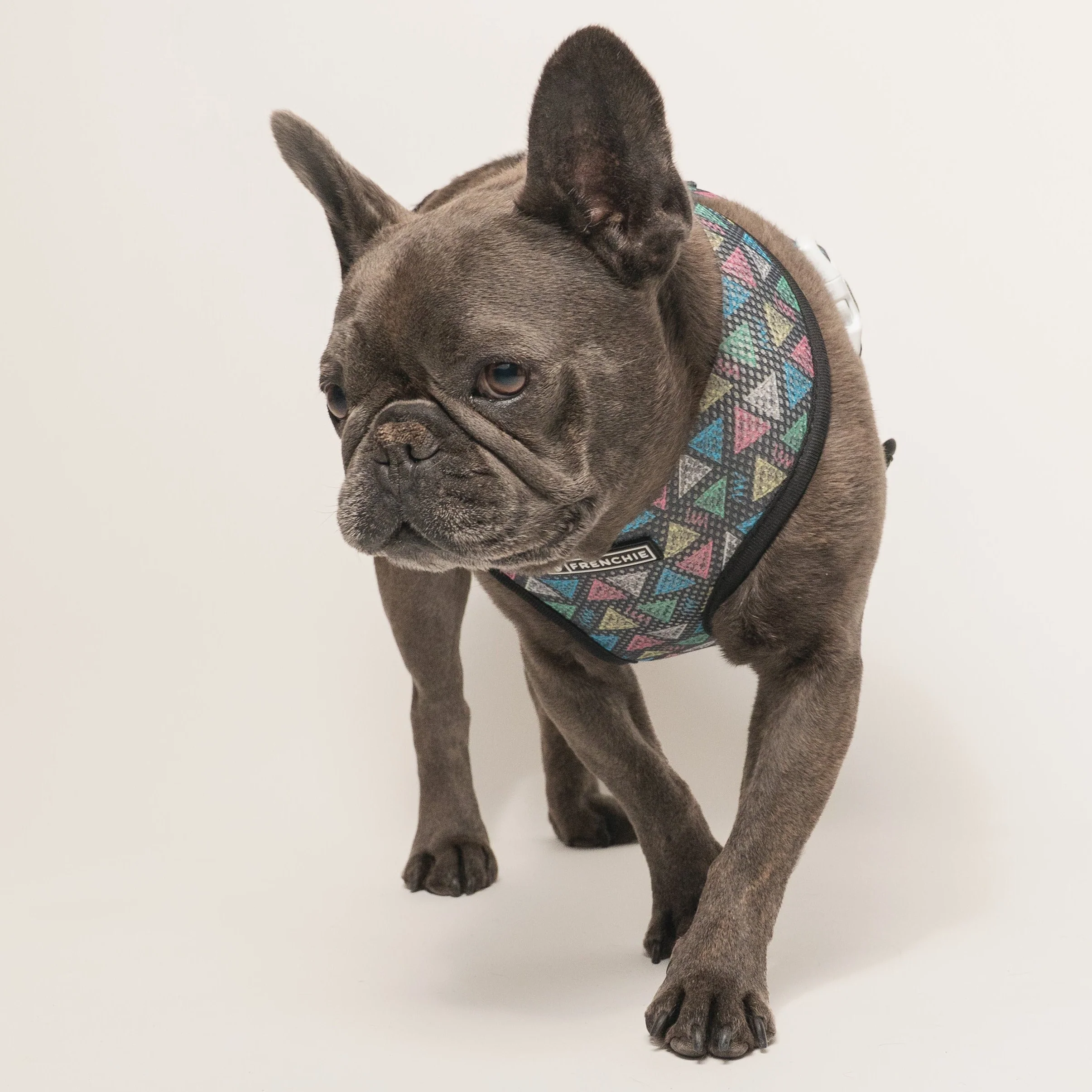 Peitoral Duo Reversível Frenchie Chalk Art para Cães Pequenos e Médios