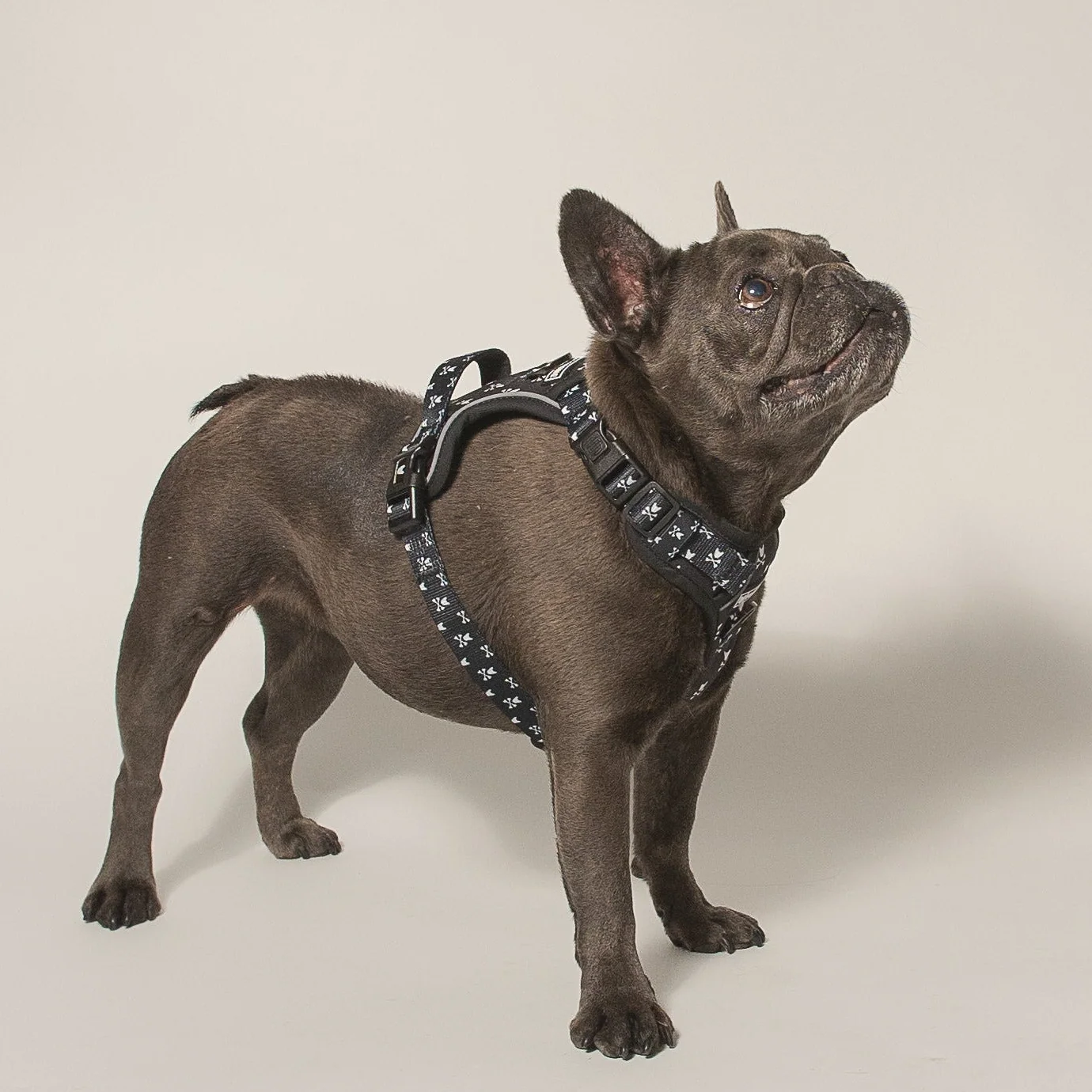 Frenchie Verstellbares Geschirr Bad to the Bone für Zieher und sturе Welpen