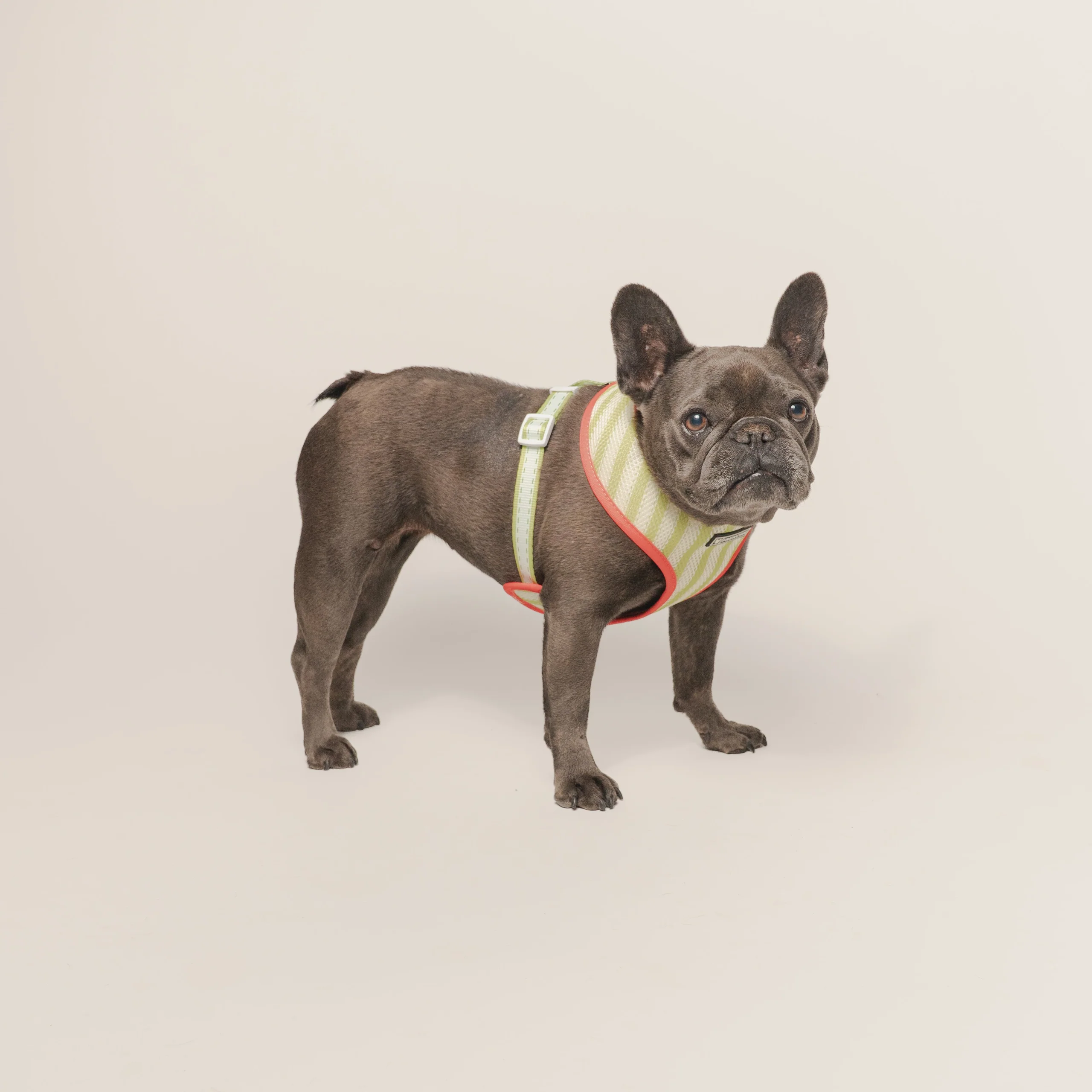 Frenchie Duo vendbar sele Strawberry Fields til små og mellemstore hunde