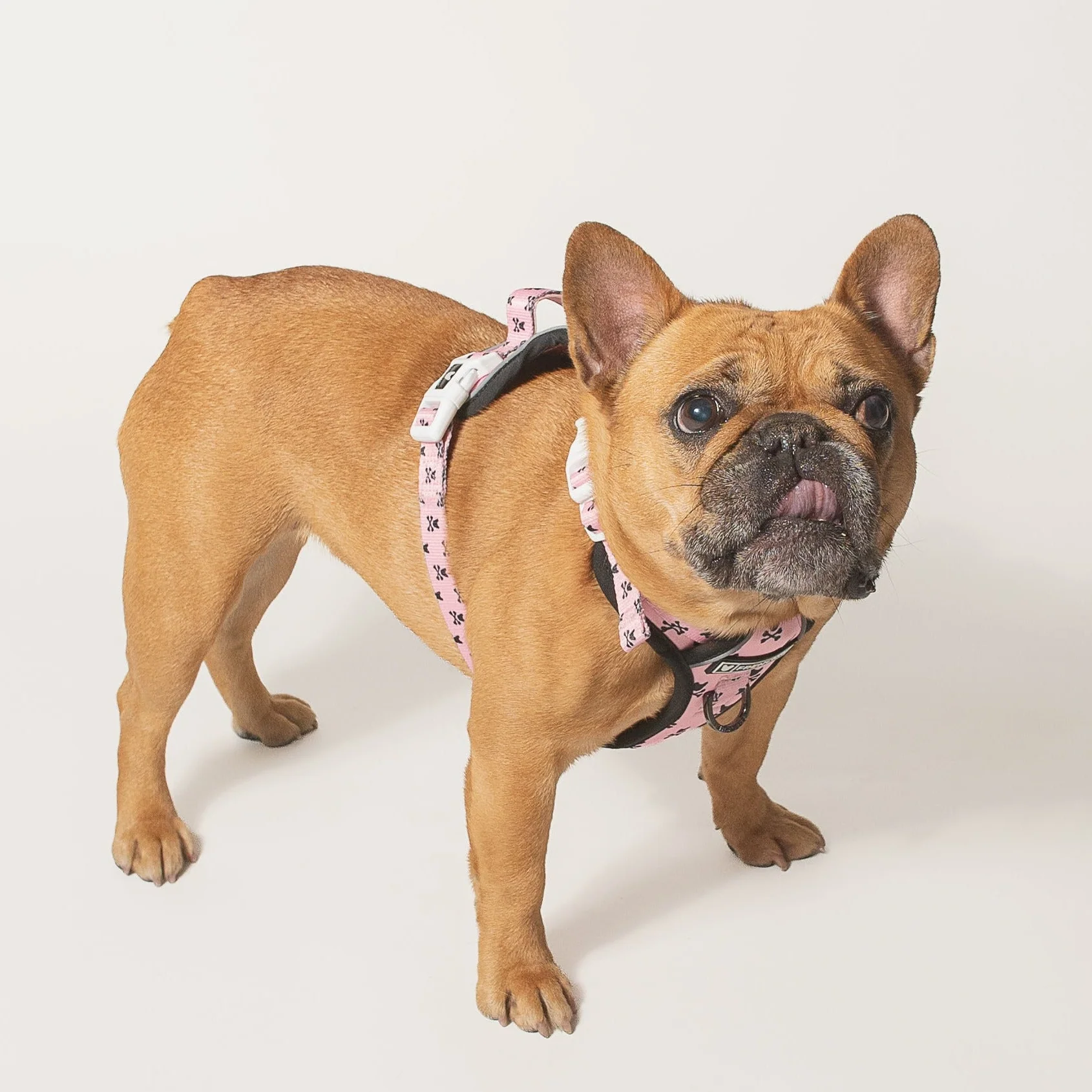Harness Adjustable Frenchie Bad to the Bone Pink untuk Anjing Penarik yang Keras Kepala