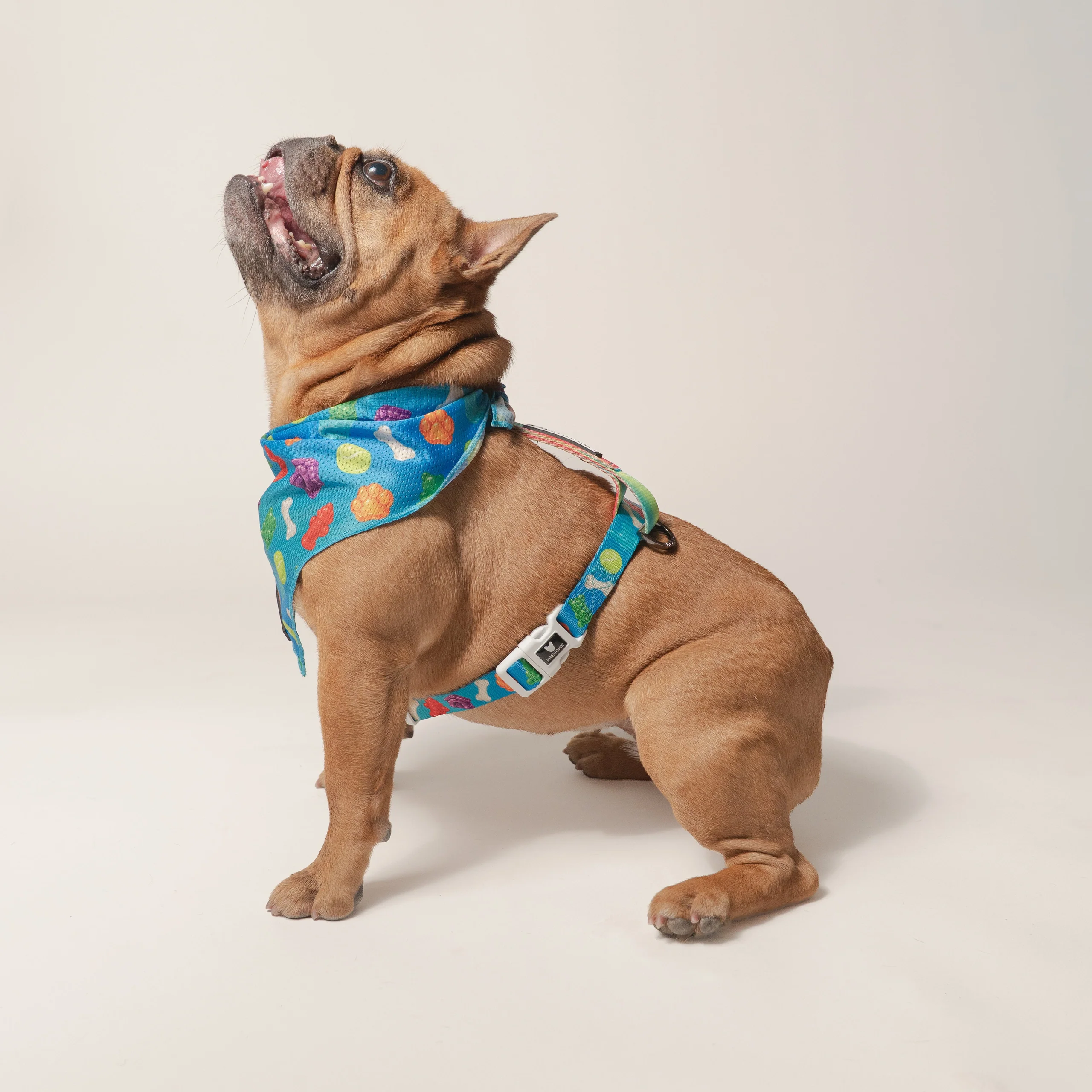Frenchie Strap-sele i Gummies-print, one size fits most
