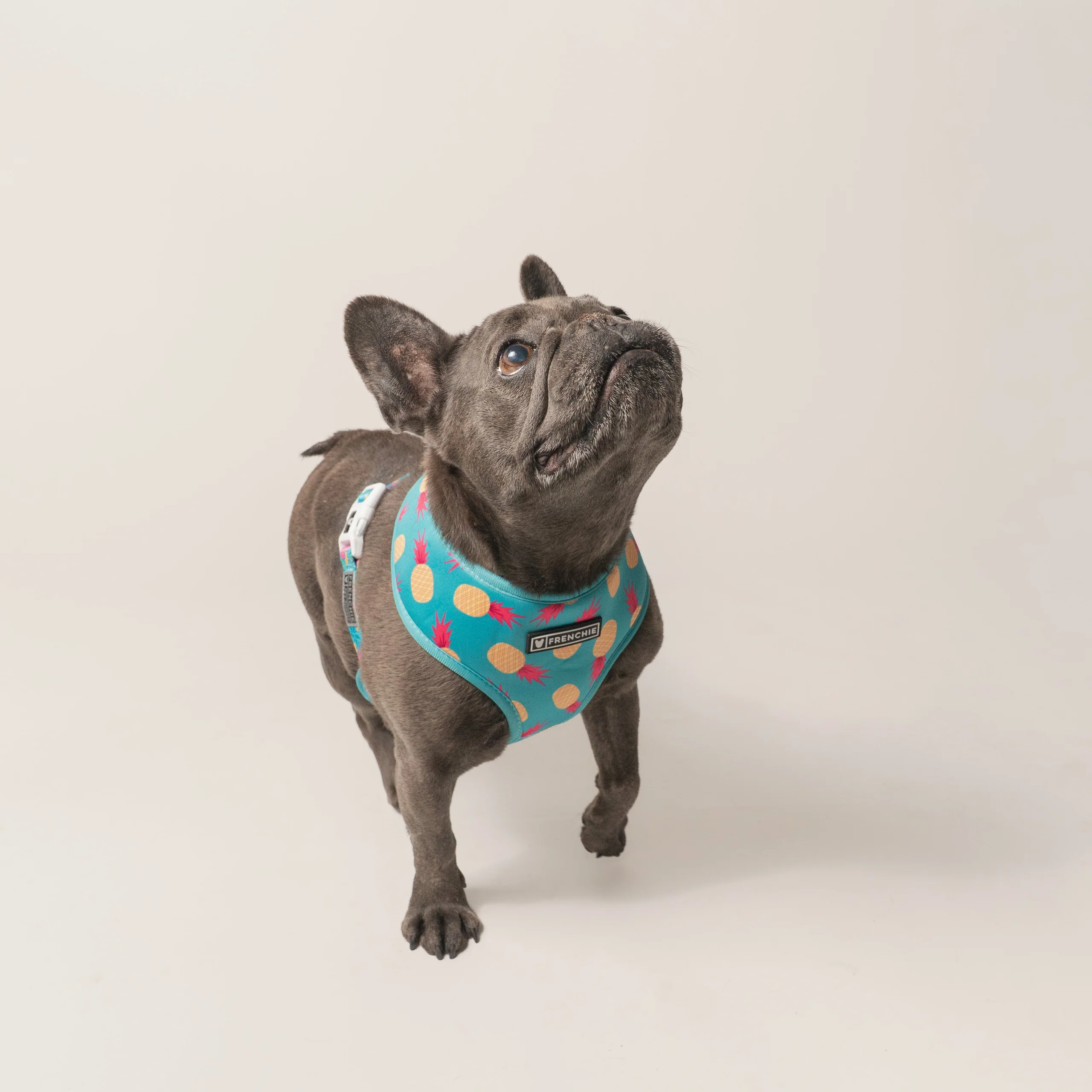 Frenchie Duo Reversible Harness Tropical Punch 두 가지 스타일을 하나로