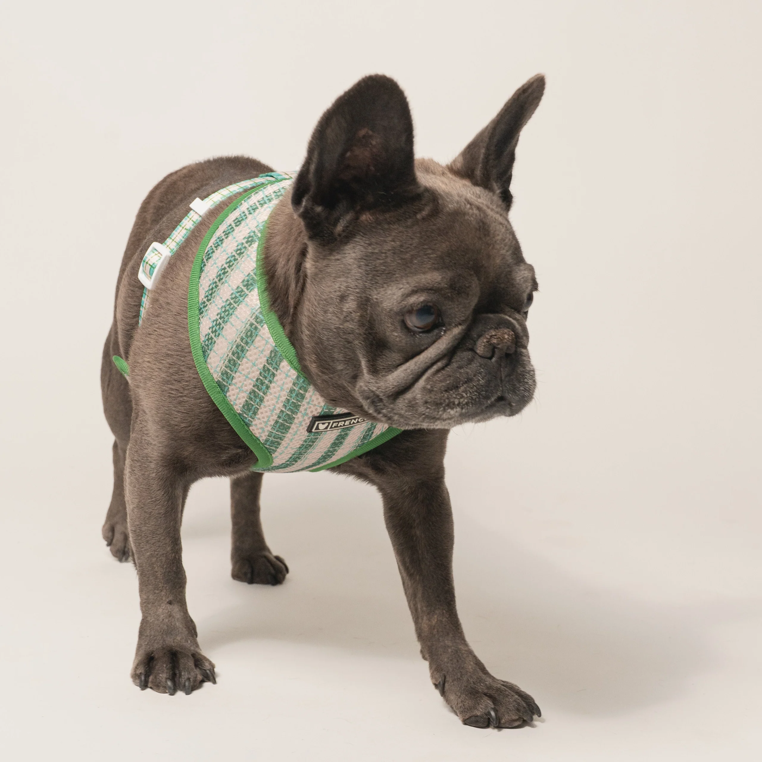 Frenchie Duo vendbar sele i Veggies-print til små og mellemstore hvalpe