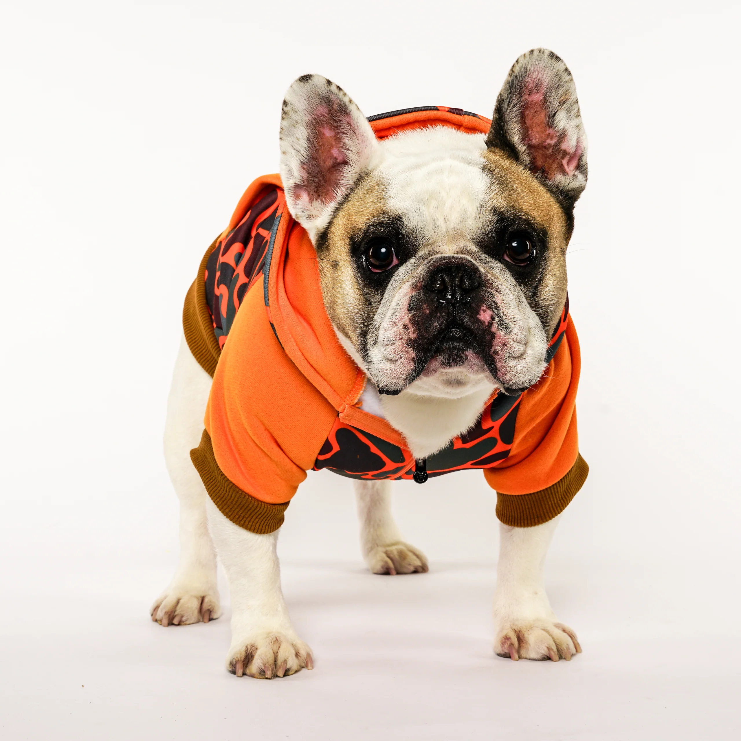 Frenchie Dog Hoodie Duck Hunter Varsity Zip-Up for Cooler Days