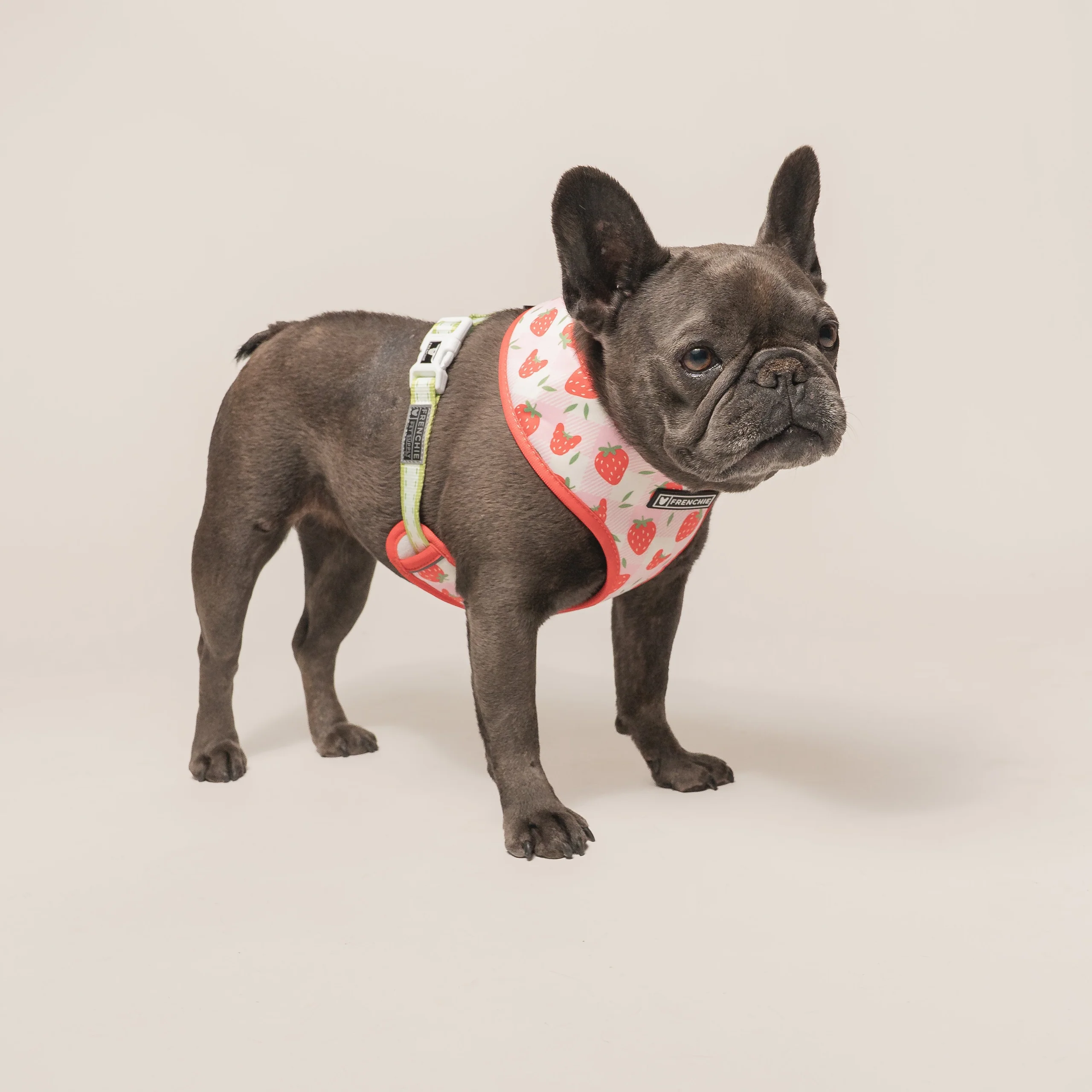 Frenchie Duo vendbar sele Strawberry Fields til små og mellemstore hunde
