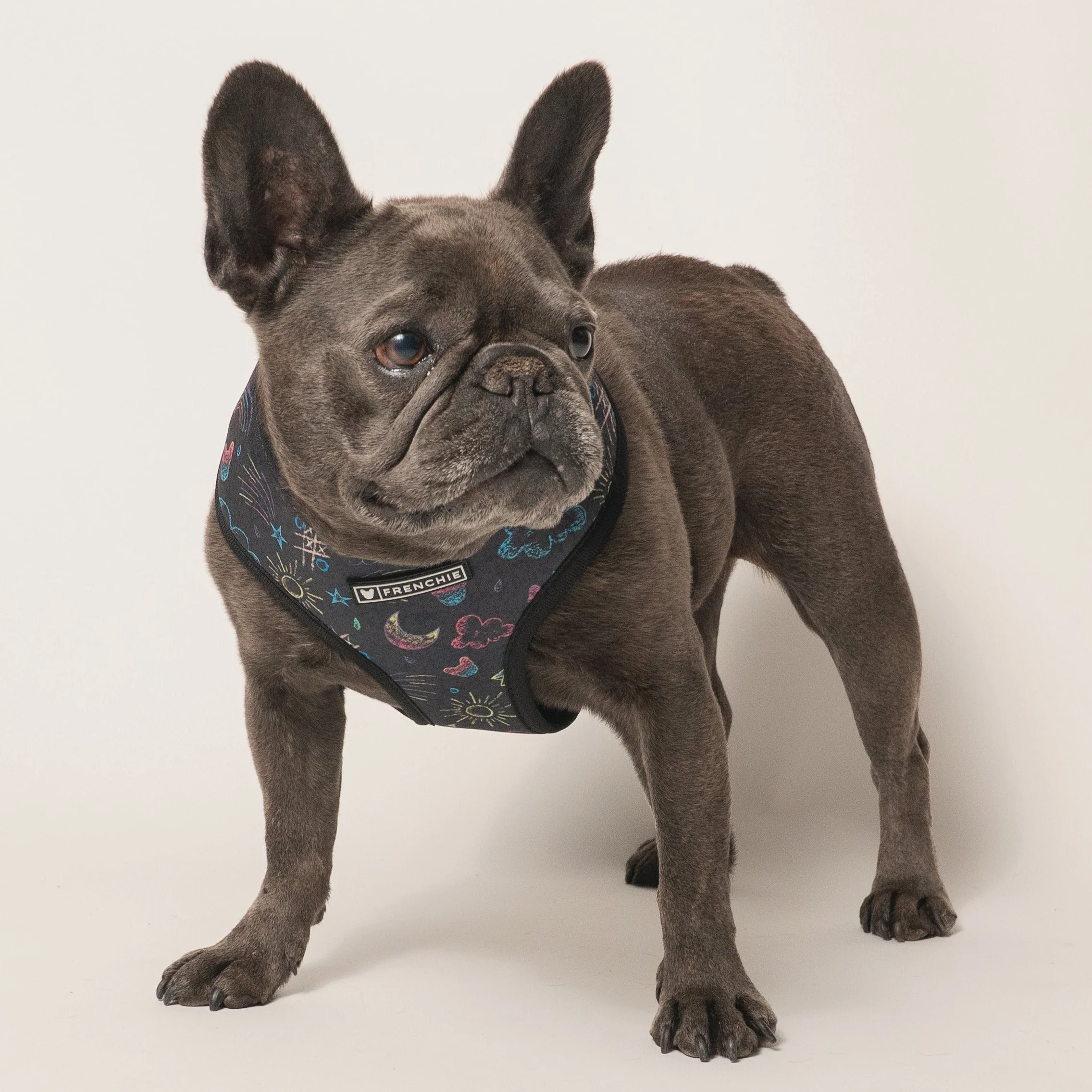 Peitoral Duo Reversível Frenchie Chalk Art para Cães Pequenos e Médios