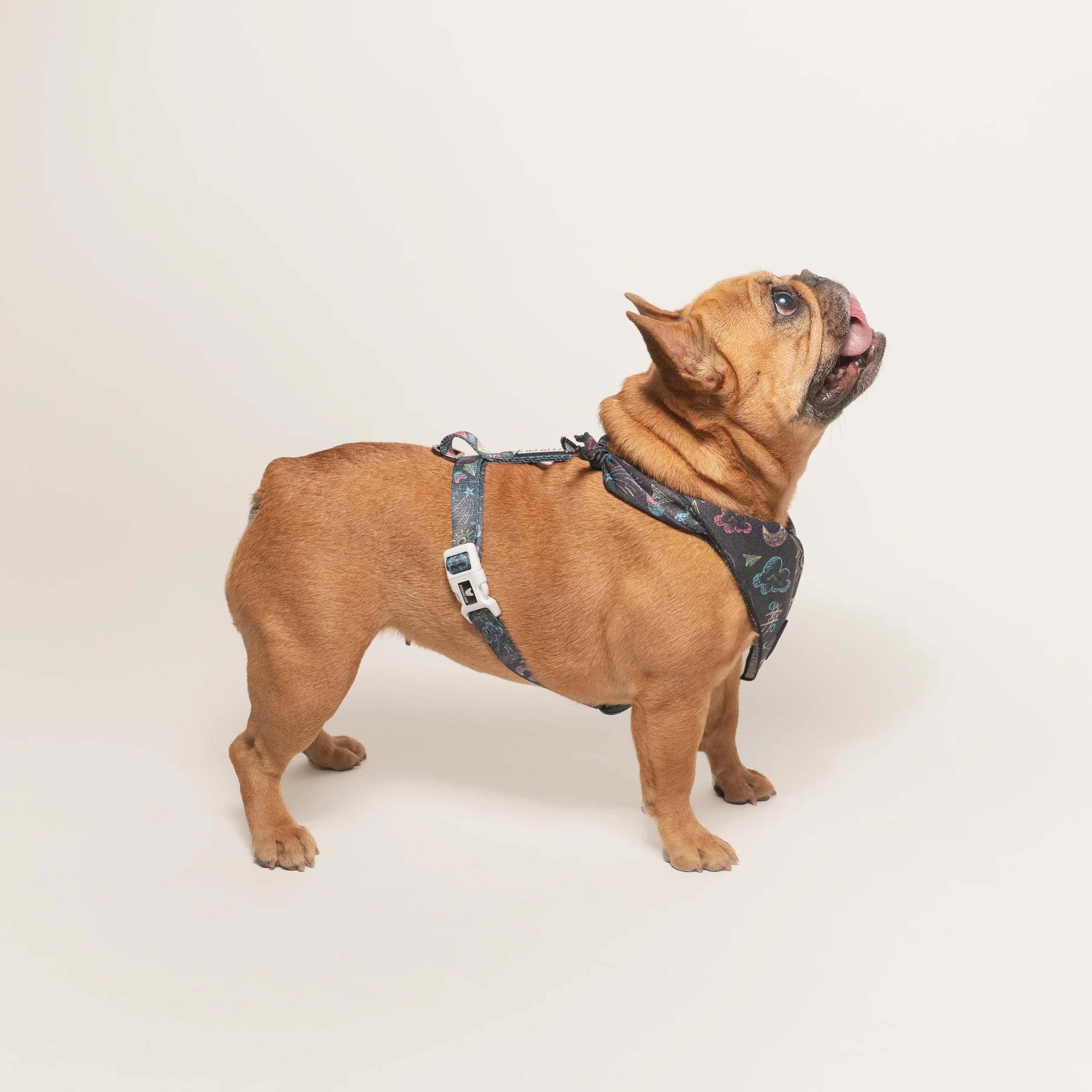 Frenchie Strap-sele Chalk Art med justerbar hals og mave