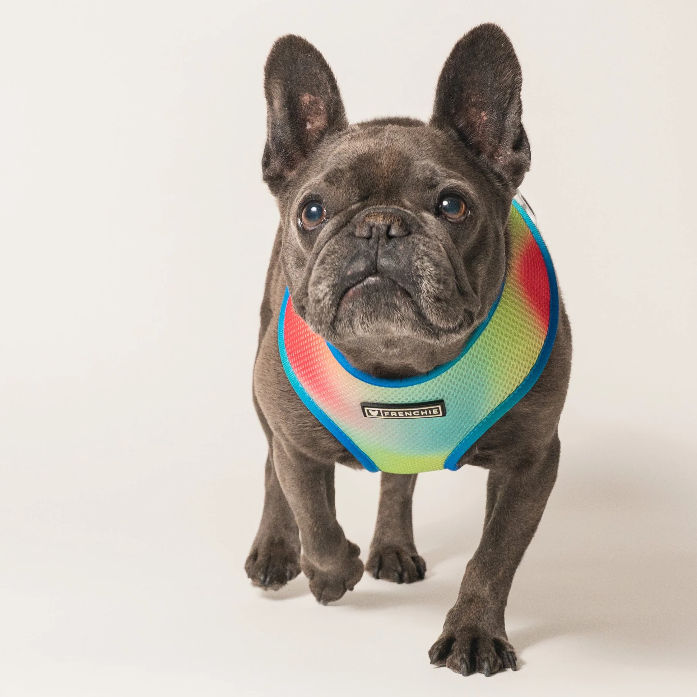 Frenchie Duo Reversible Harness (Gummies) - 소형~중형견용