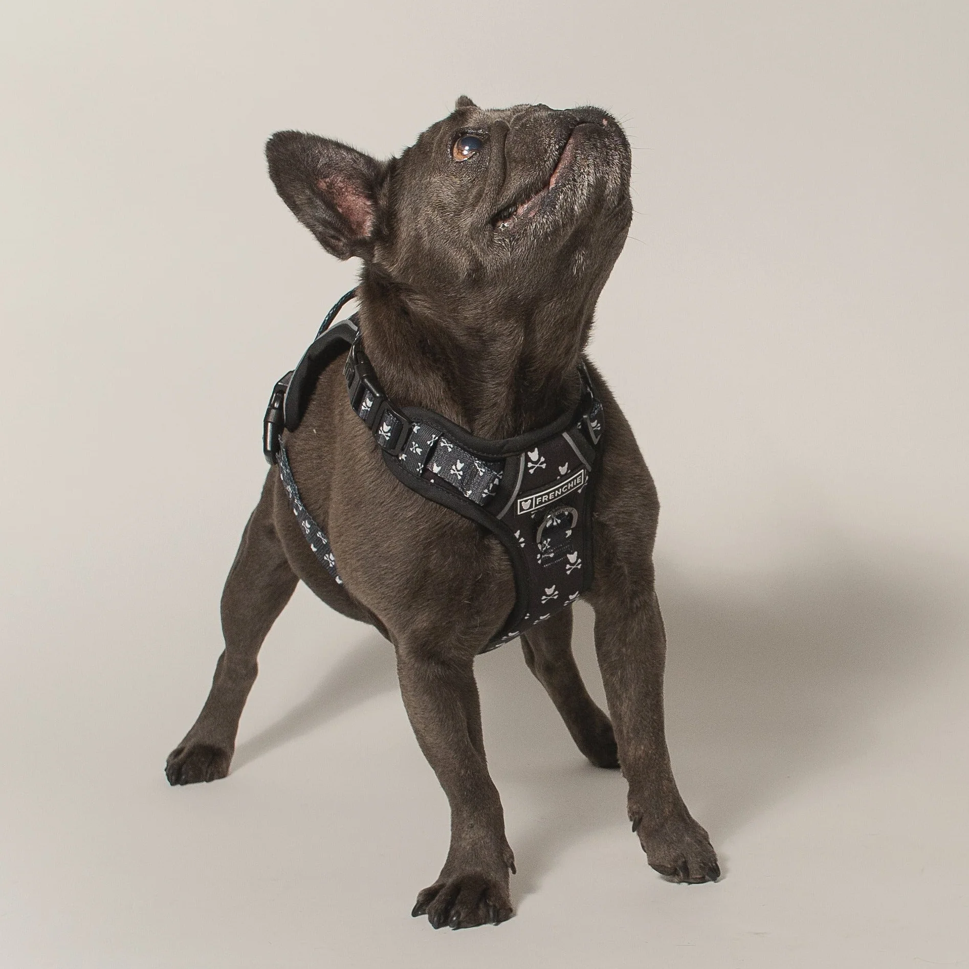 Frenchie Verstellbares Geschirr Bad to the Bone für Zieher und sturе Welpen