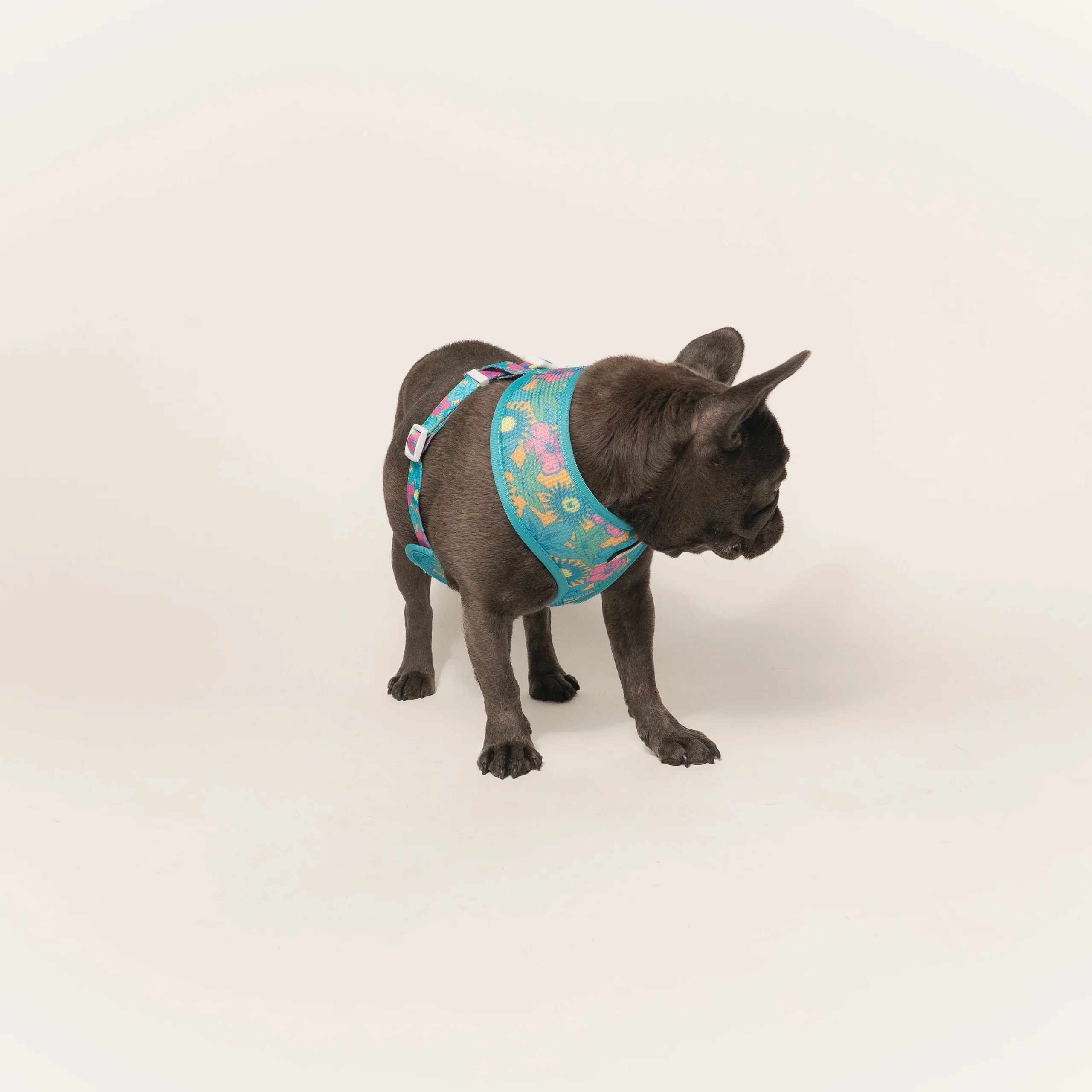 Frenchie Duo Reversible Harness Tropical Punch 두 가지 스타일을 하나로