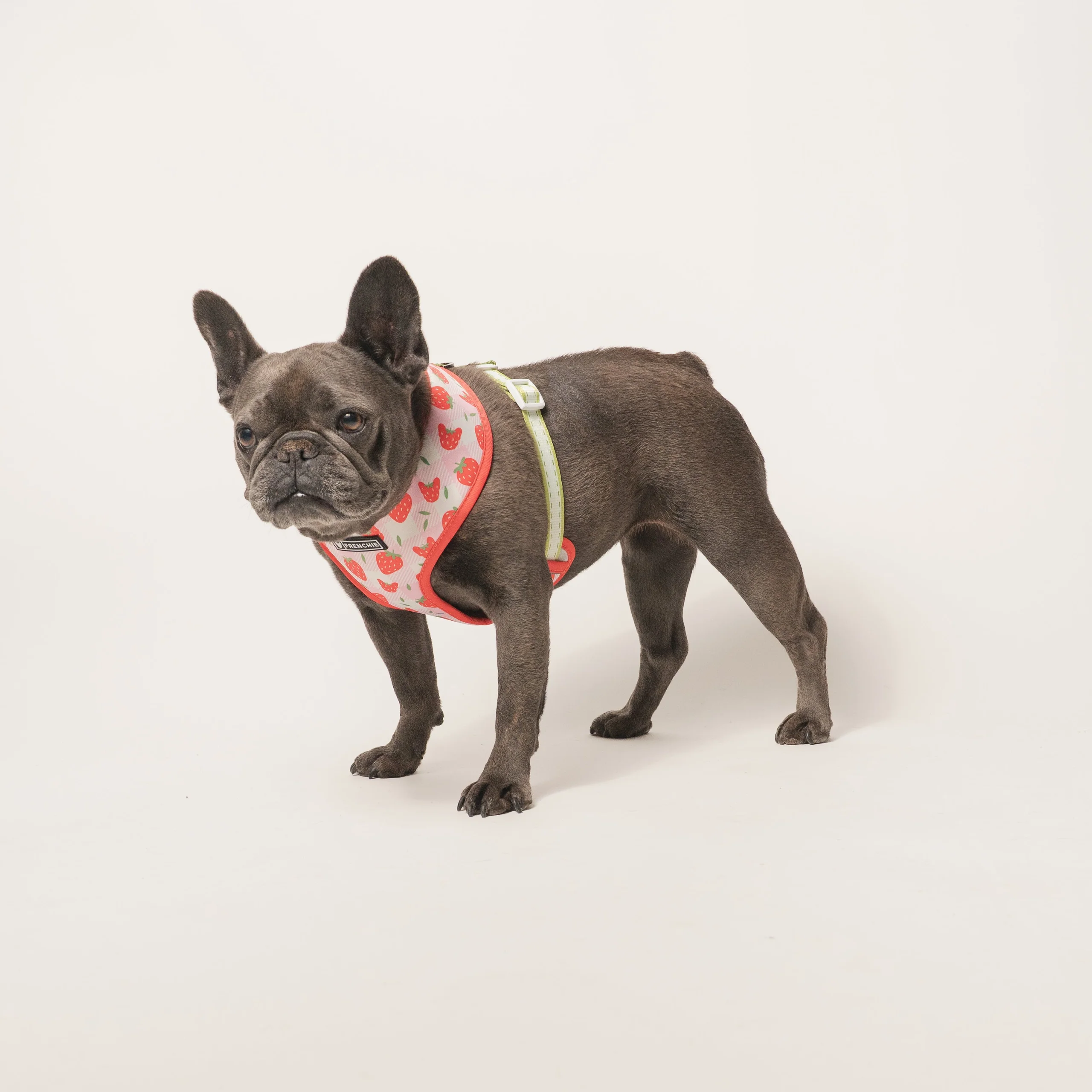 Frenchie Duo vendbar sele Strawberry Fields til små og mellemstore hunde