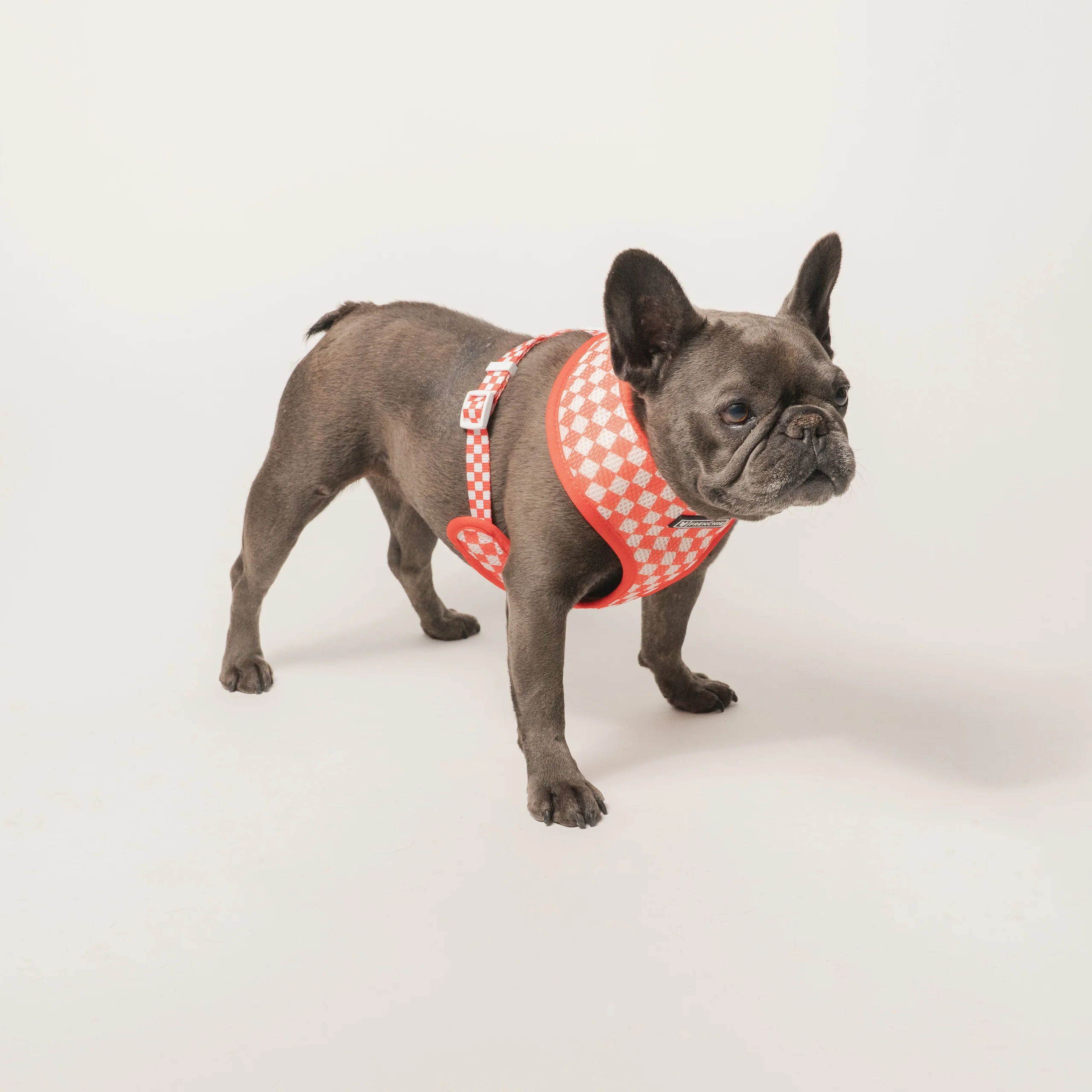 Frenchie Duo vendbar sele Cook Out til små og mellemstore hunde