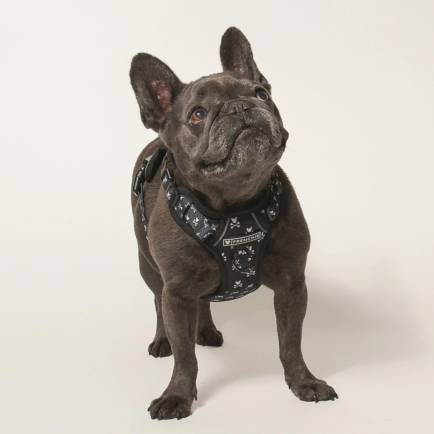 Frenchie Verstellbares Geschirr Bad to the Bone für Zieher und sturе Welpen