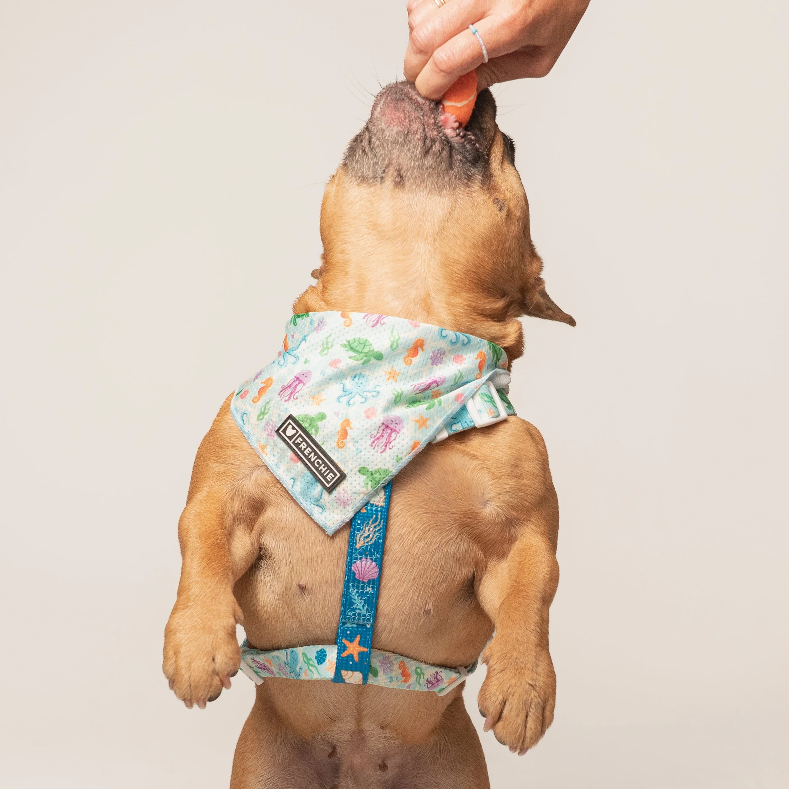 Frenchie Cooling Bandana - Aquatic Critters