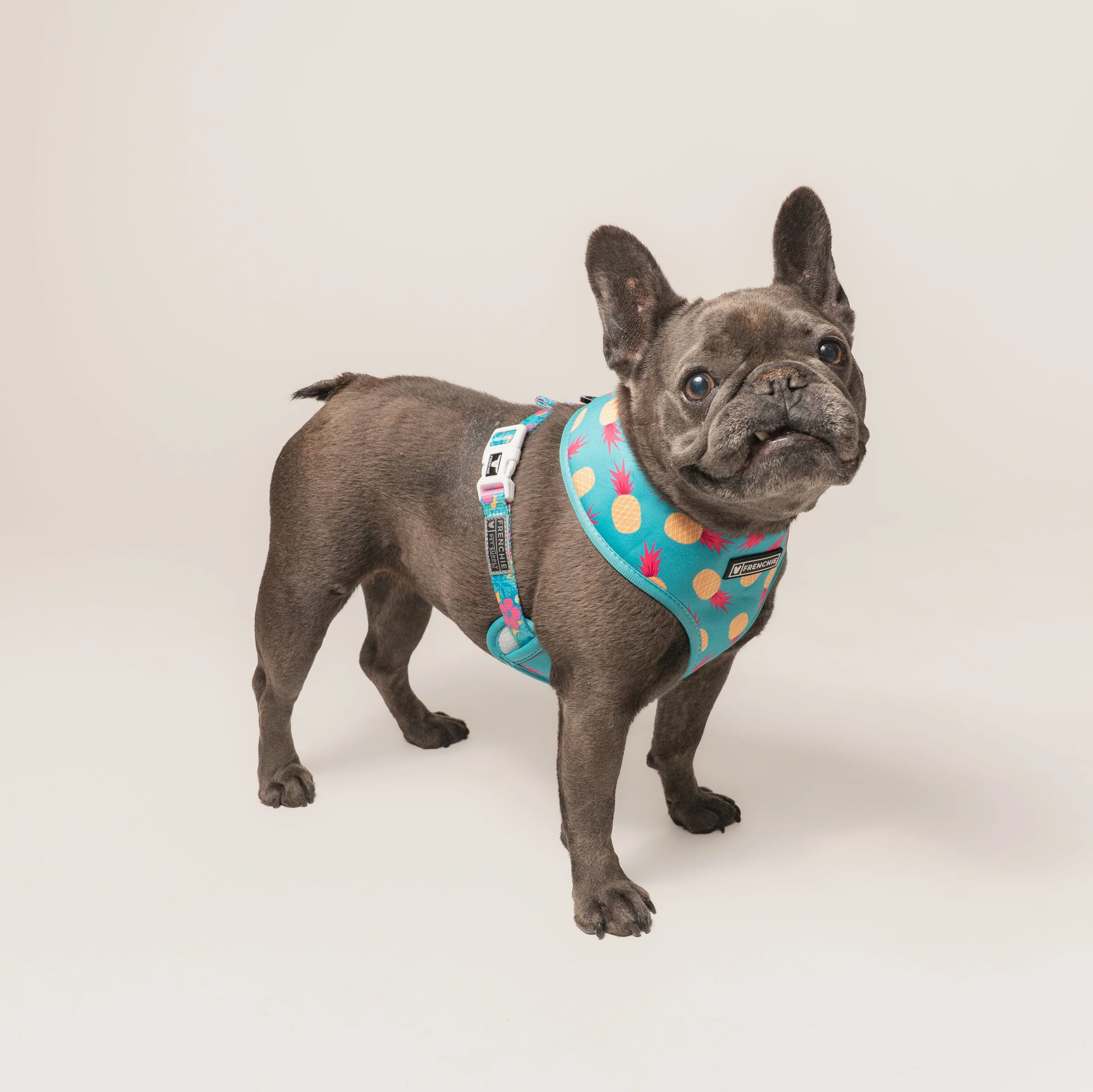 Frenchie Duo Reversible Harness Tropical Punch 두 가지 스타일을 하나로