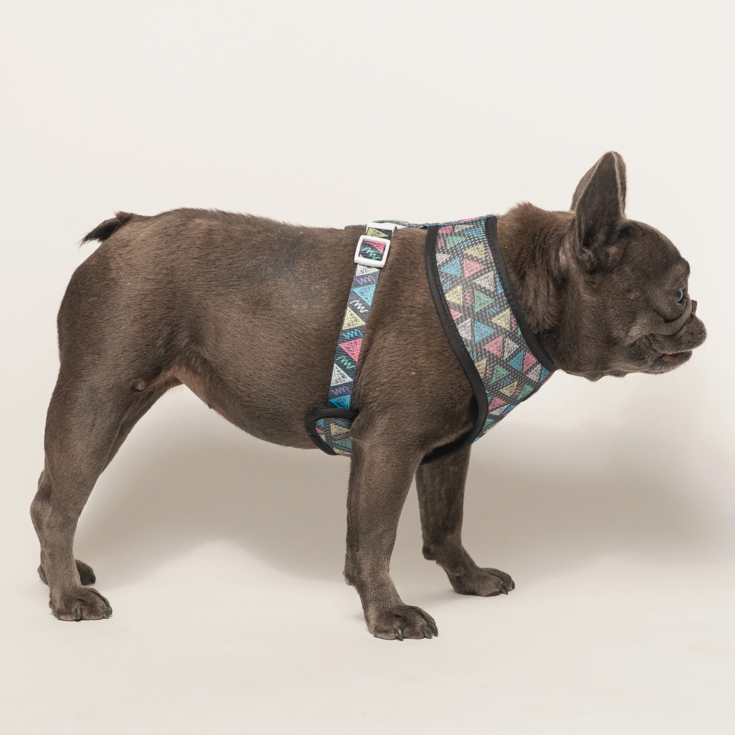 Peitoral Duo Reversível Frenchie Chalk Art para Cães Pequenos e Médios