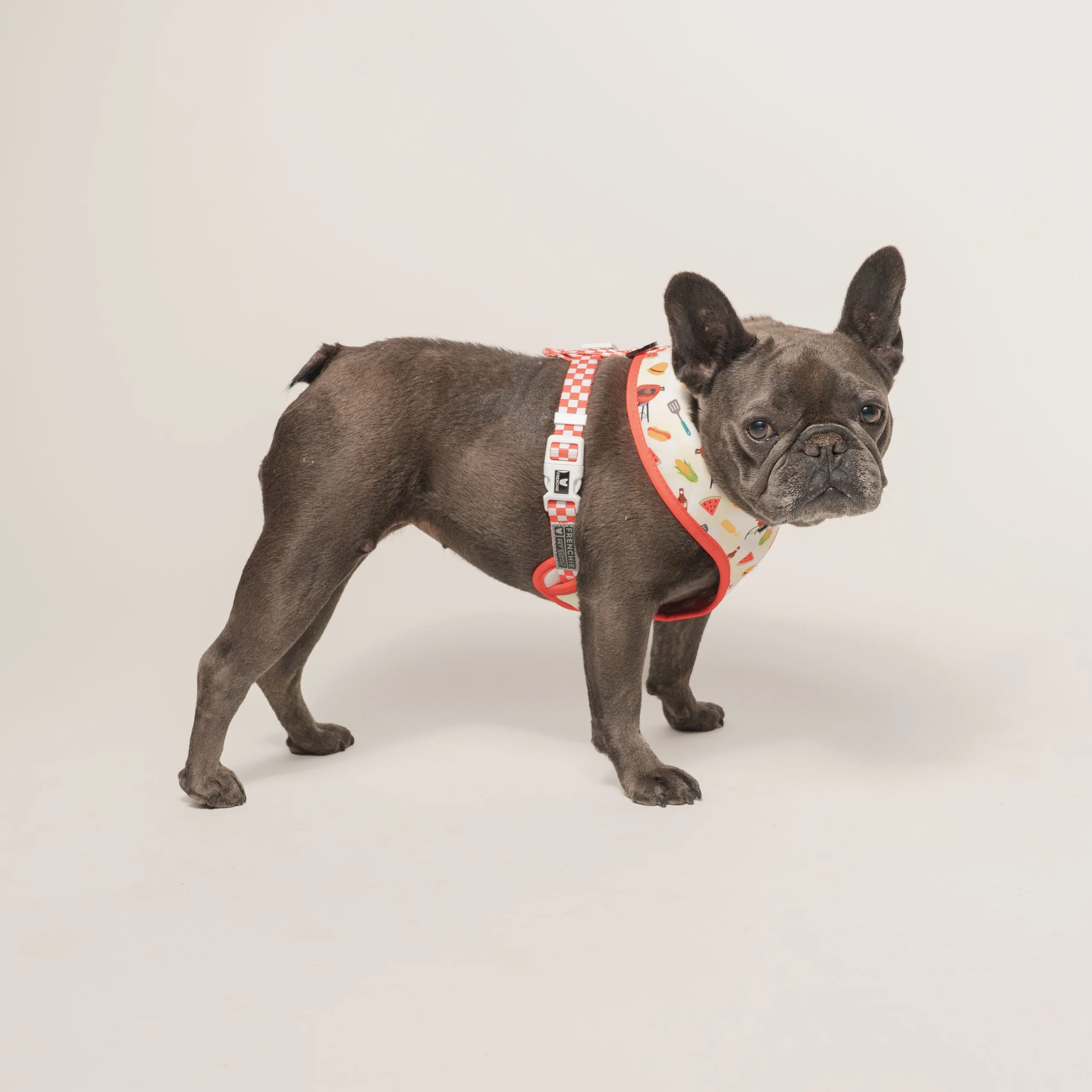 Frenchie Duo vendbar sele Cook Out til små og mellemstore hunde