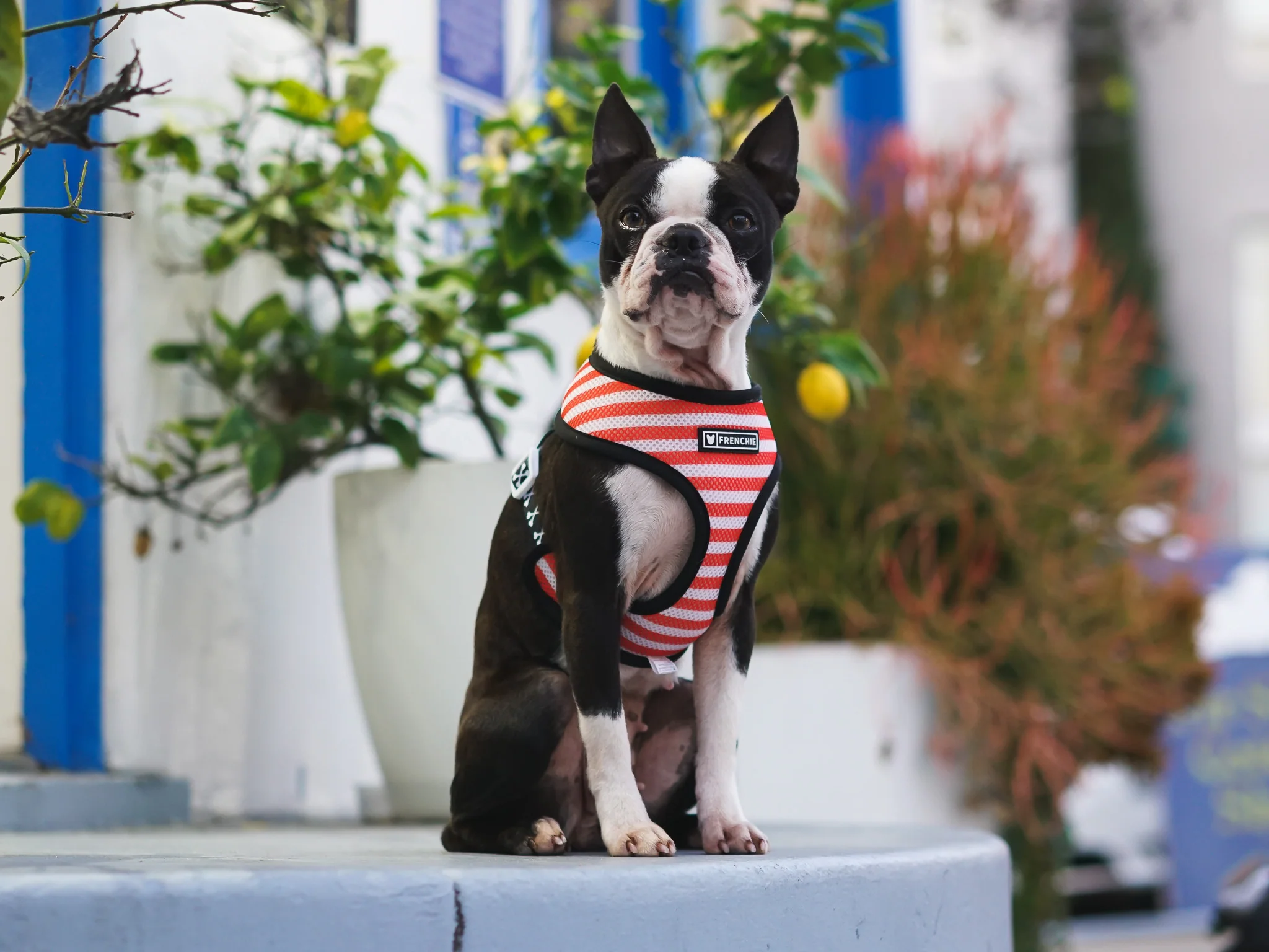 Frenchie Duo Reversible Harness Bad to the Bone，兩種造型一件搞定