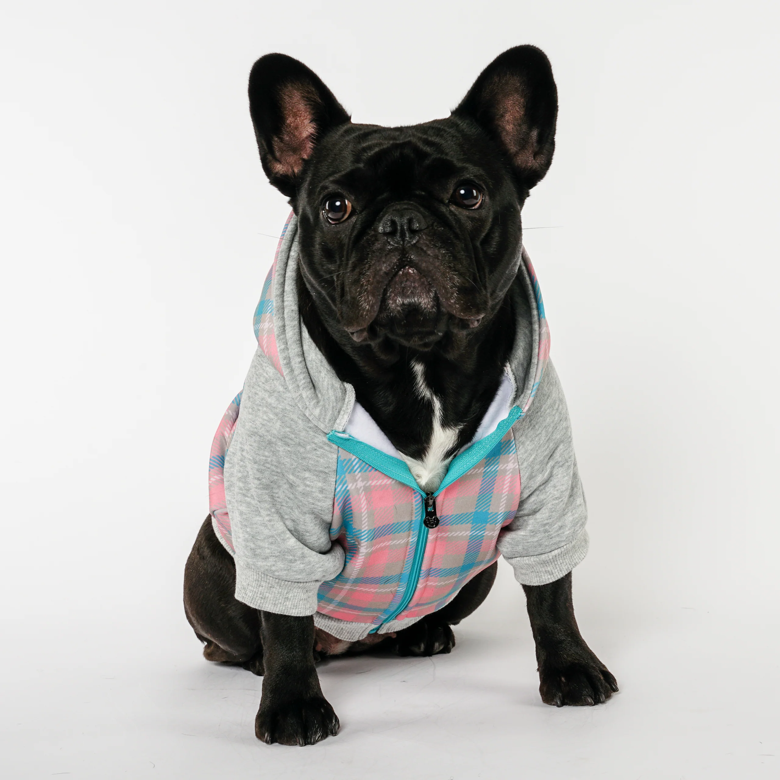 Highlander Plaid Frenchie Dog Hoodie Varsity Style for Cooler Days
