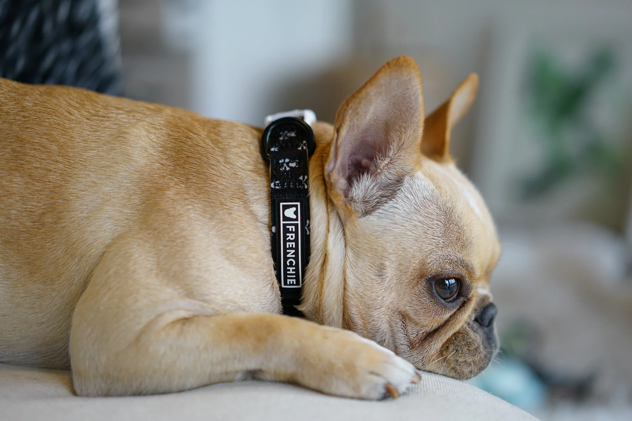 Frenchie Comfort Collar in Bad to the Bone Print with Padded Neoprene