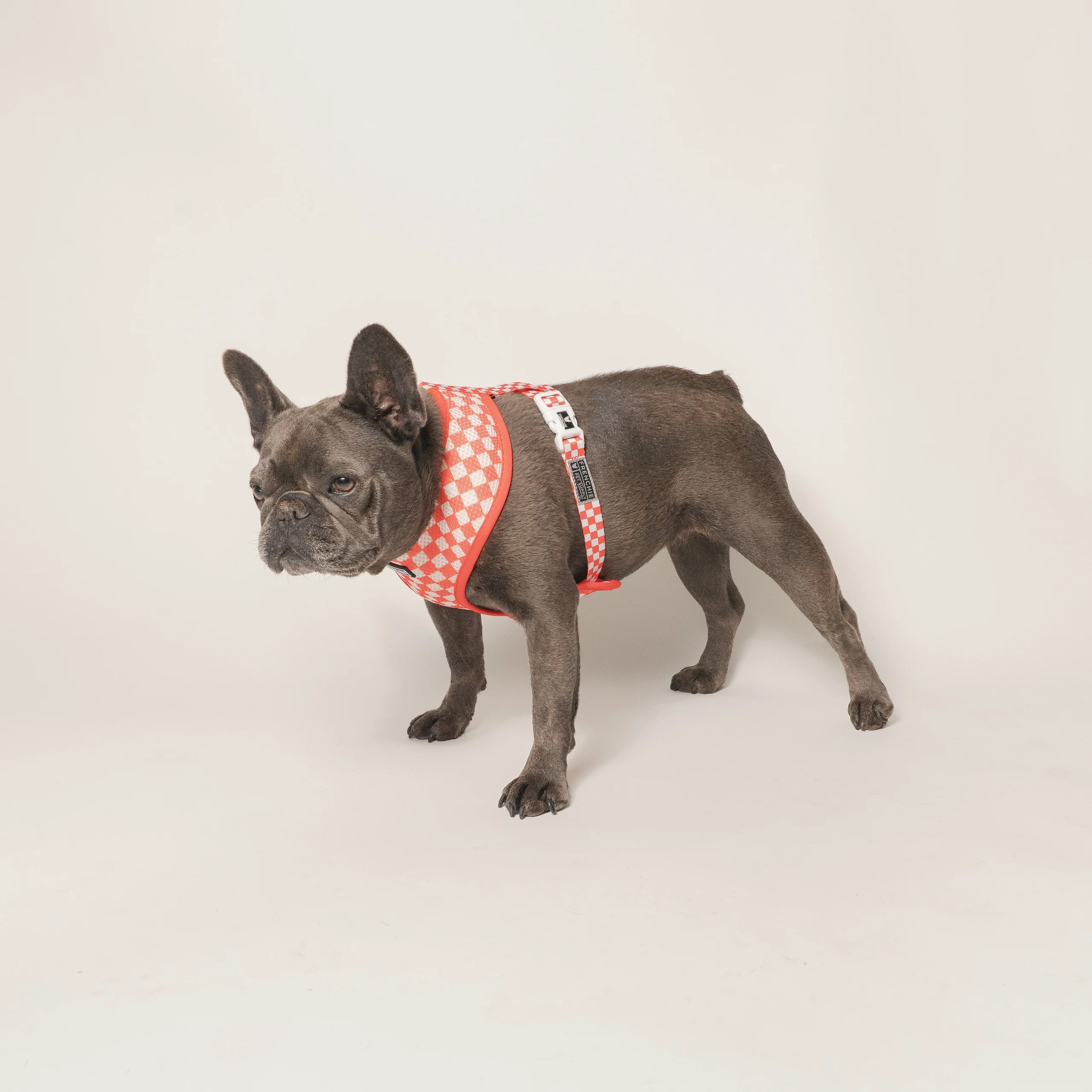 Frenchie Duo vendbar sele Cook Out til små og mellemstore hunde