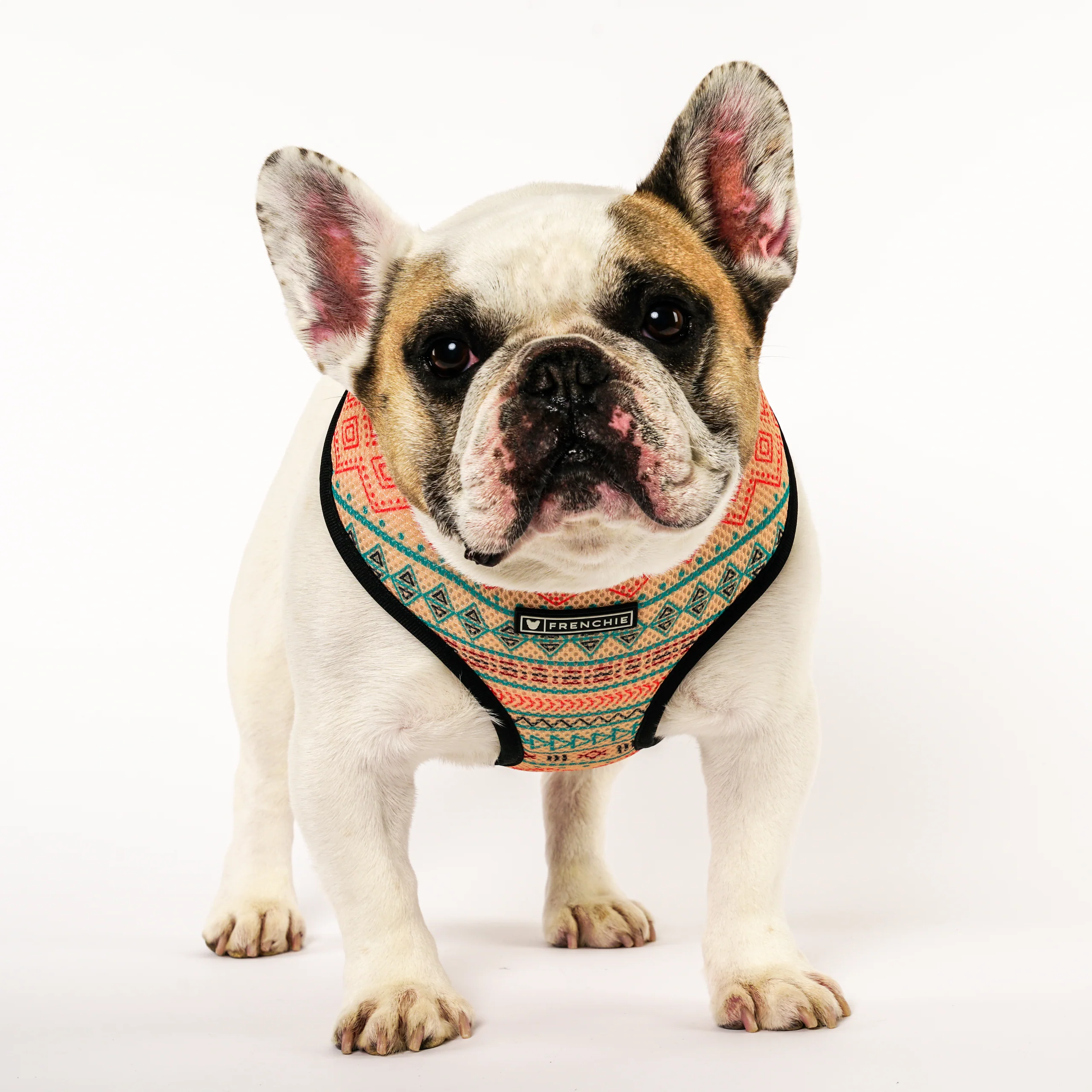 Frenchie Duo Reversible Harness in High Noon Print