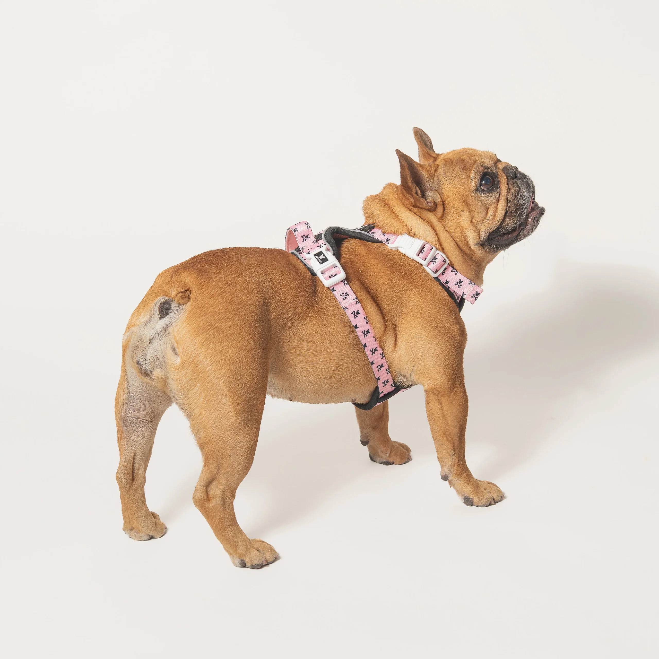 Harness Adjustable Frenchie Bad to the Bone Pink untuk Anjing Penarik yang Keras Kepala