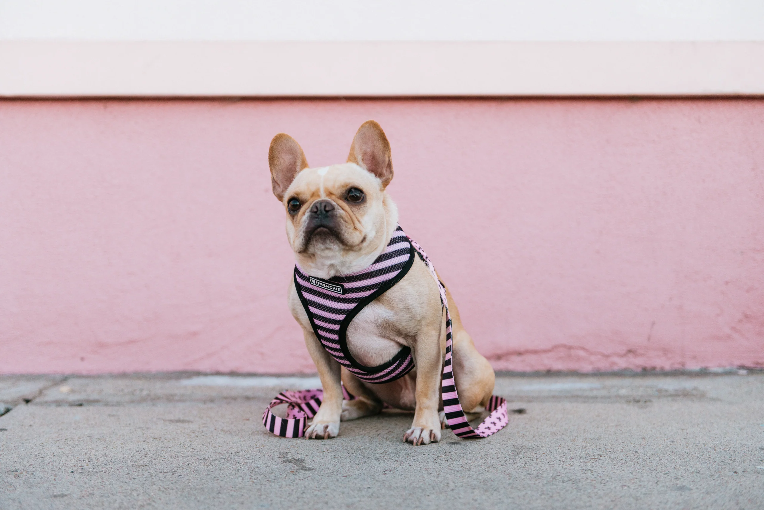 Frenchie Duo Reversible Harness Pink Bad to the Bone for Small to Medium Dogs