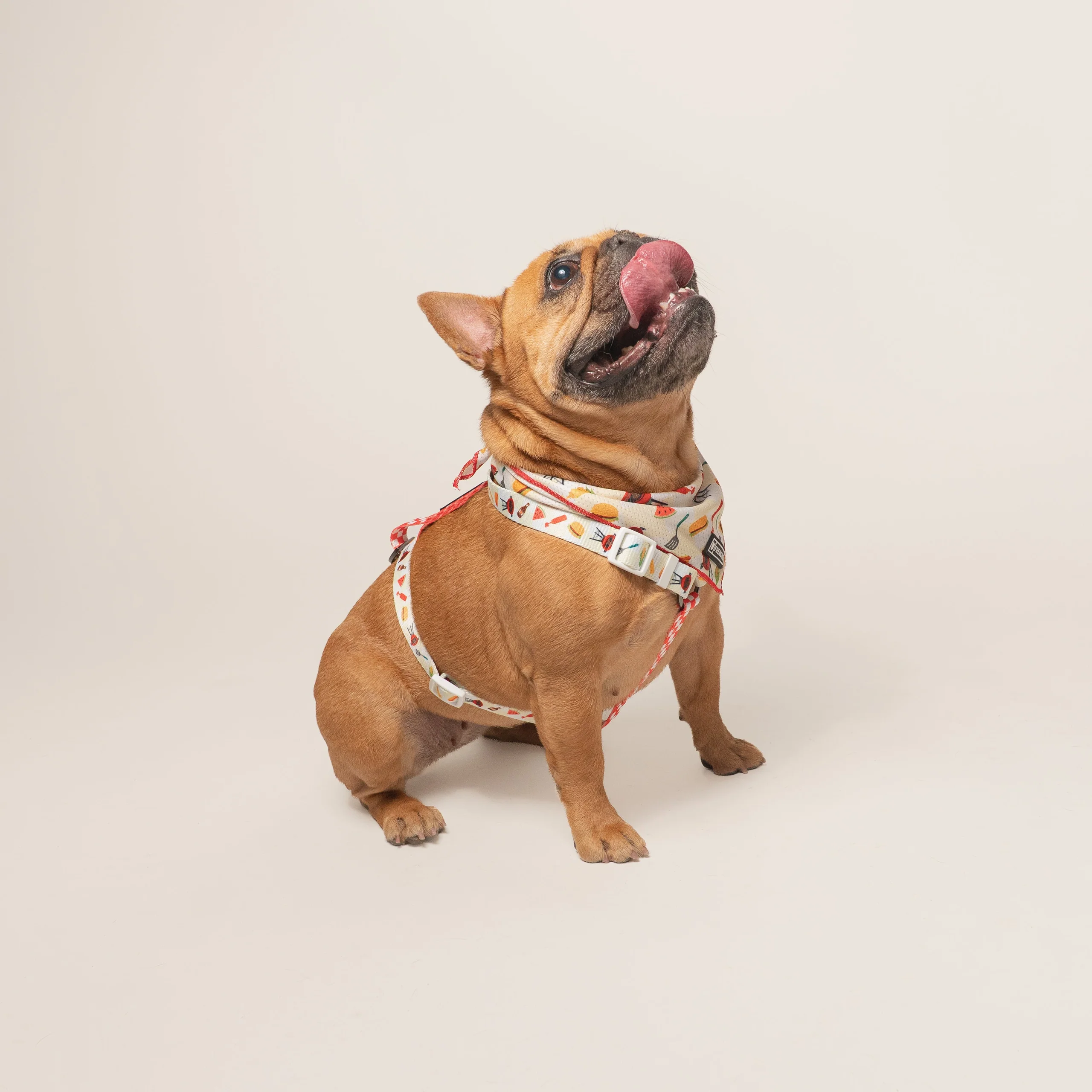 Frenchie Strap Harness Cook Out with Adjustable Neck and Belly