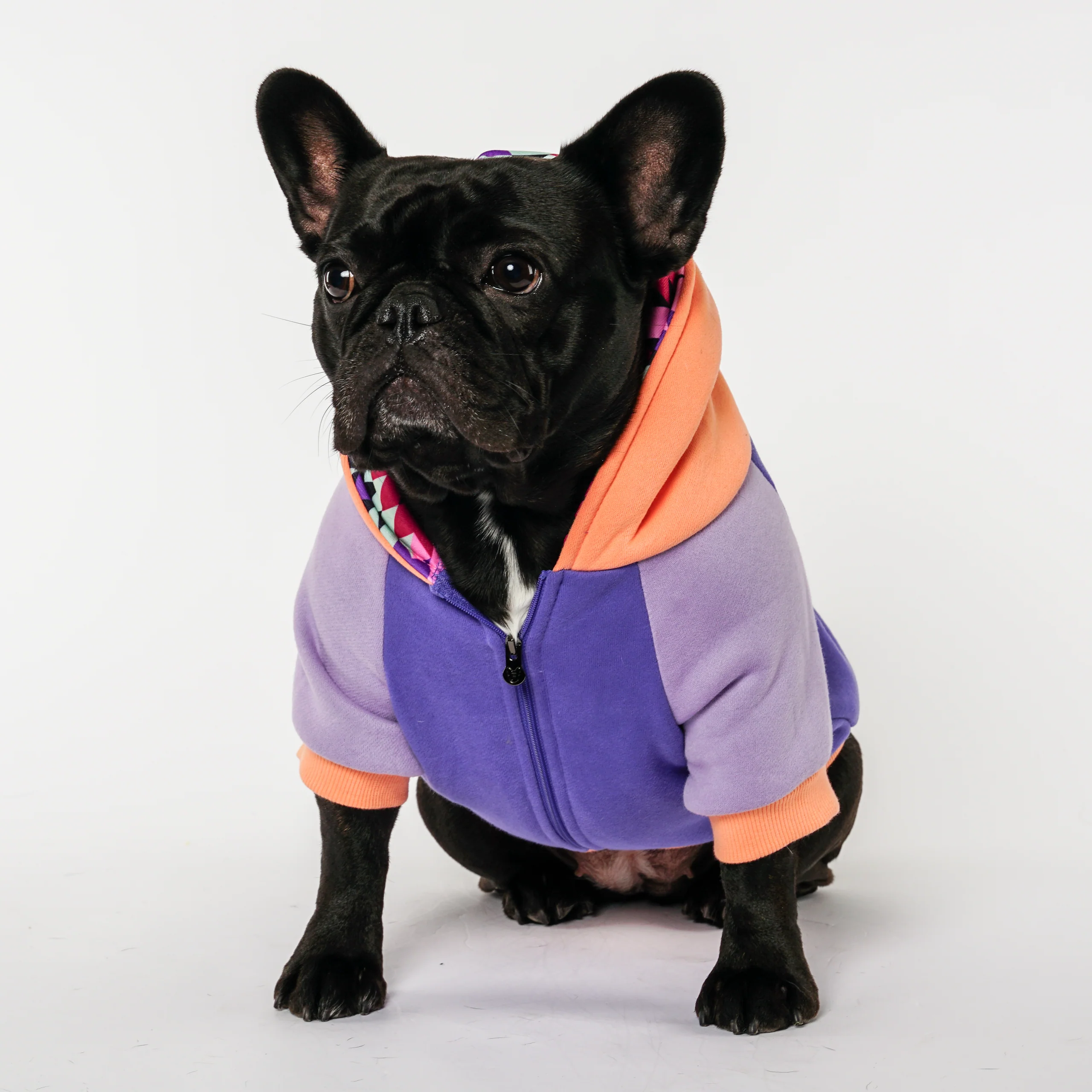 Frenchie Dog Hoodie Twilight Varsity Zip-Up for Small Breeds