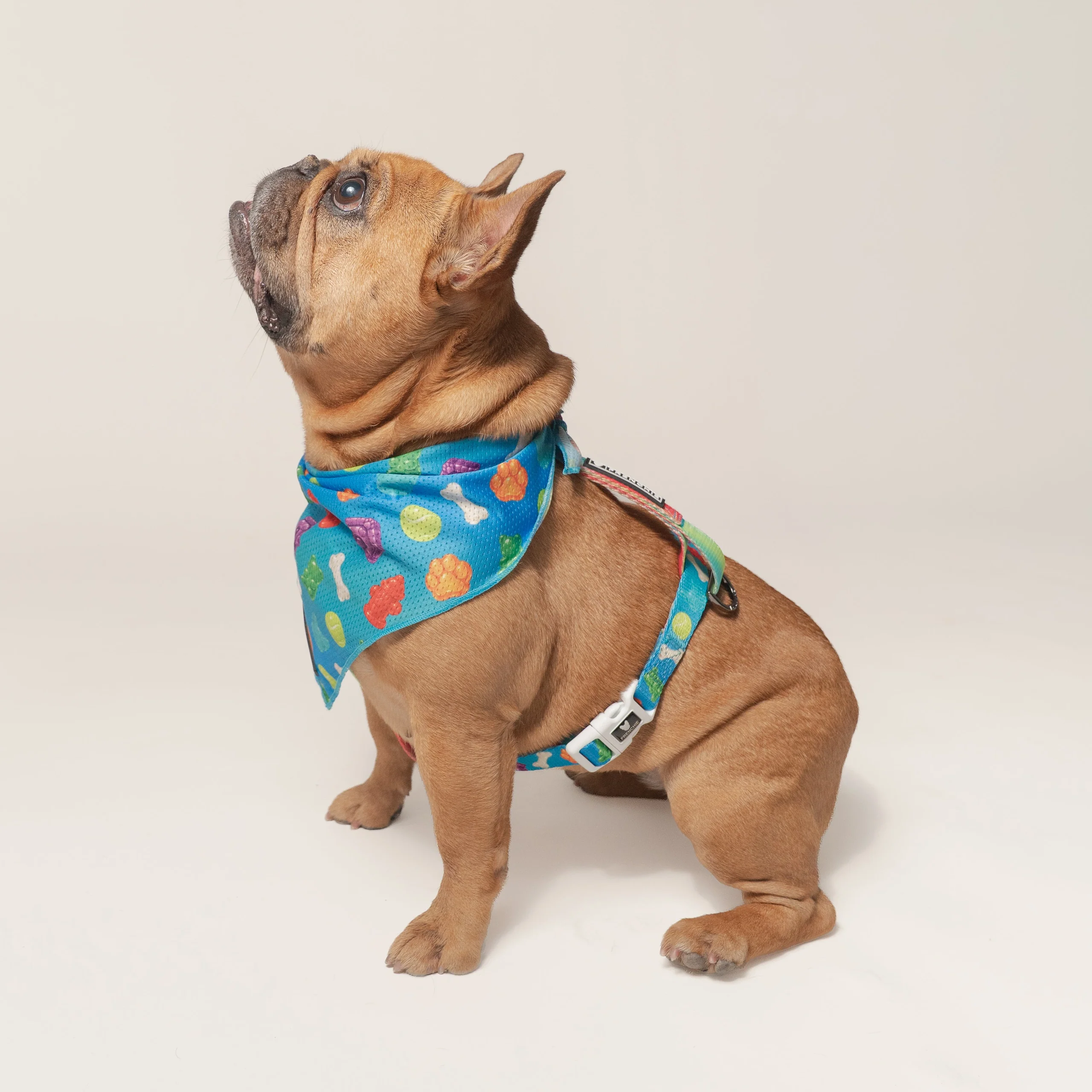 Frenchie Strap-sele i Gummies-print, one size fits most