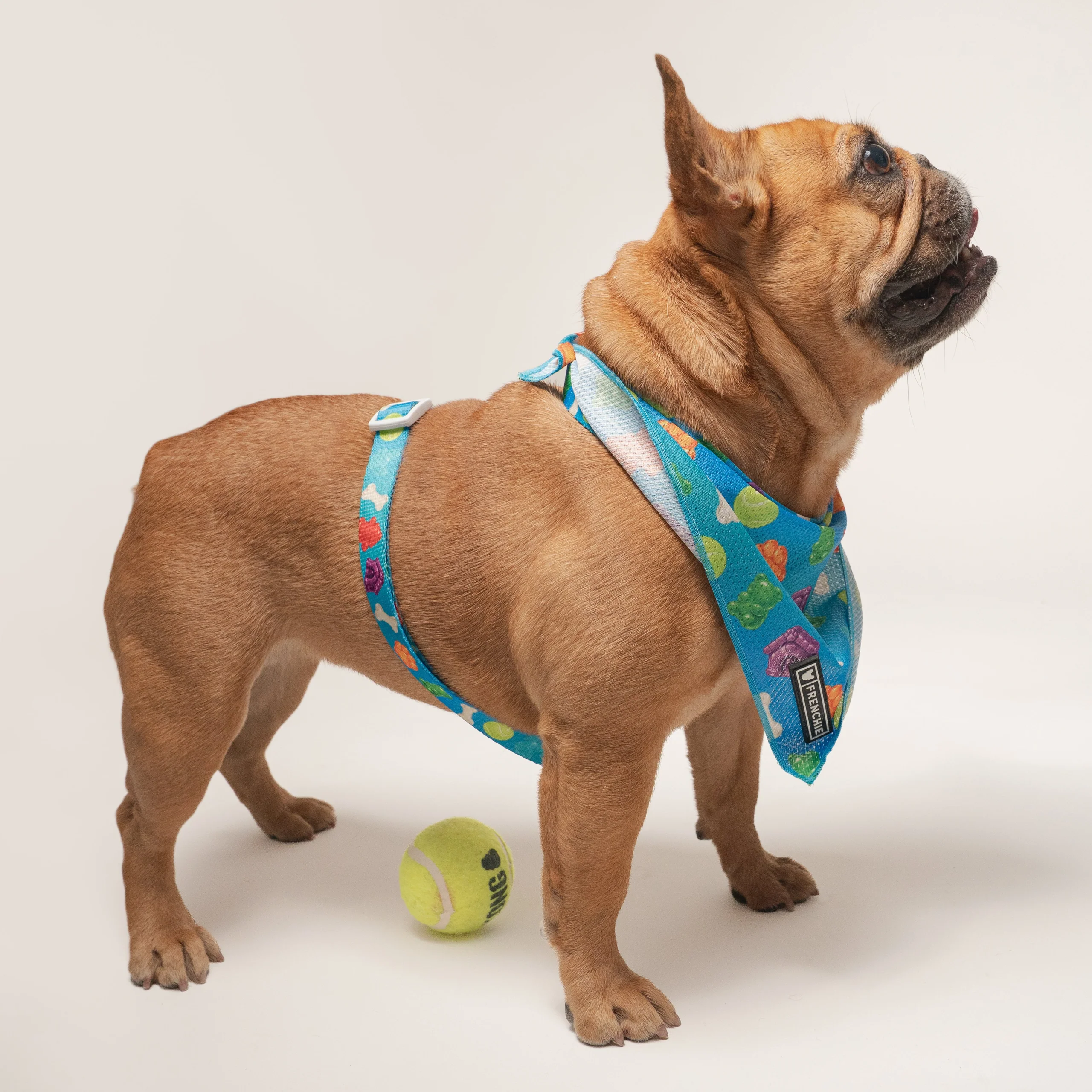 Frenchie Strap -valjaat Gummies-kuosilla, yksi koko sopii useimmille