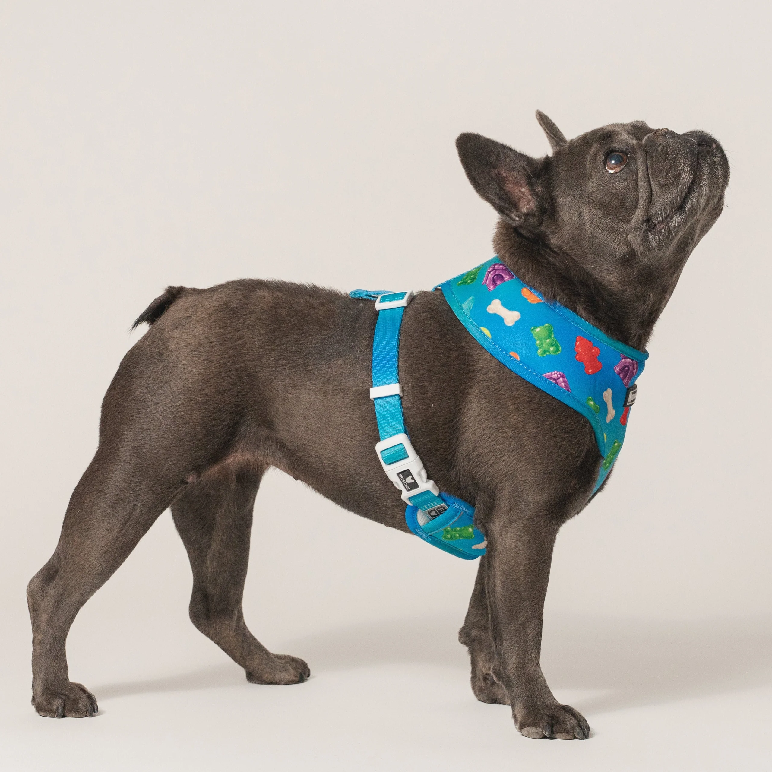 Frenchie Duo Reversible Harness (Gummies) - 소형~중형견용