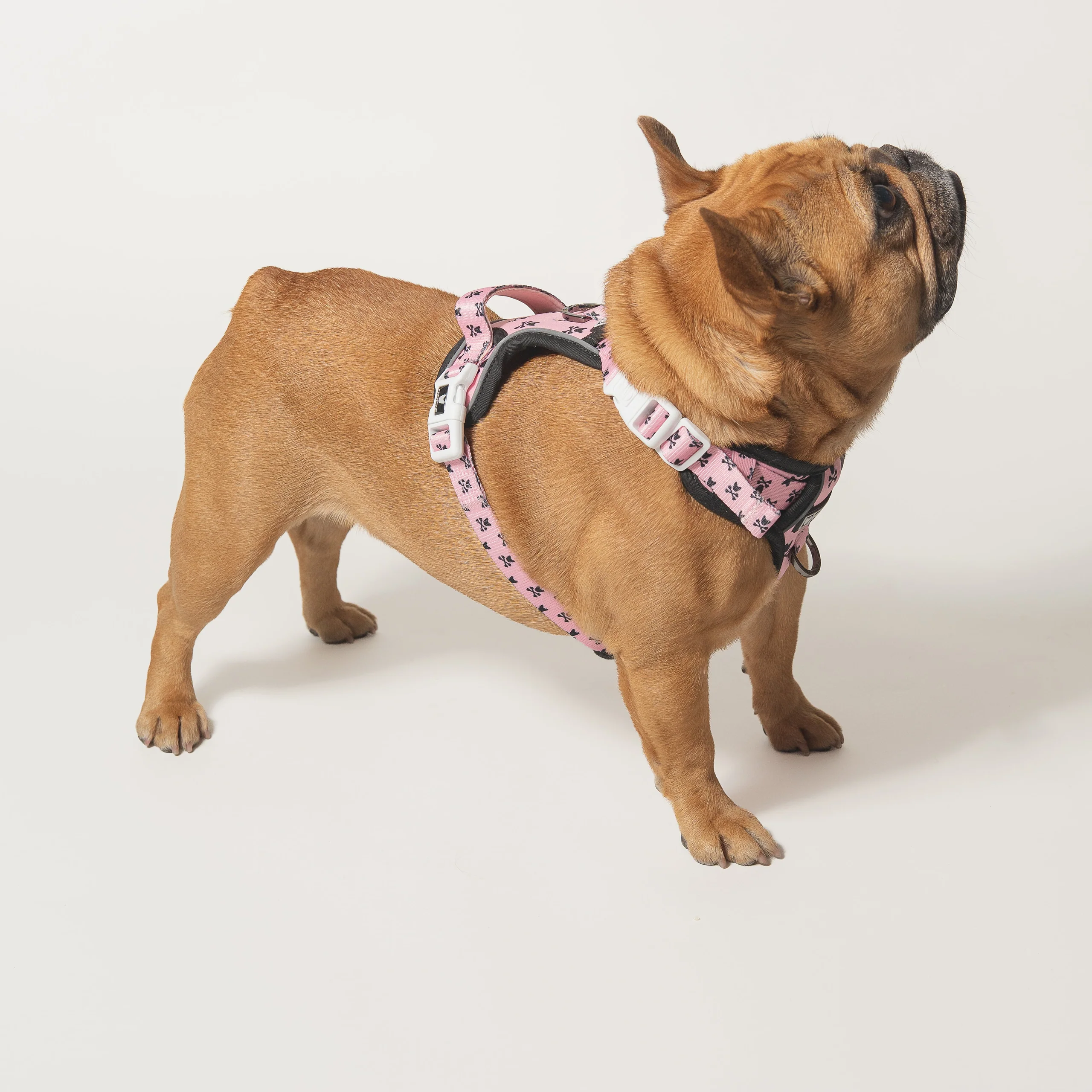 Harness Adjustable Frenchie Bad to the Bone Pink untuk Anjing Penarik yang Keras Kepala