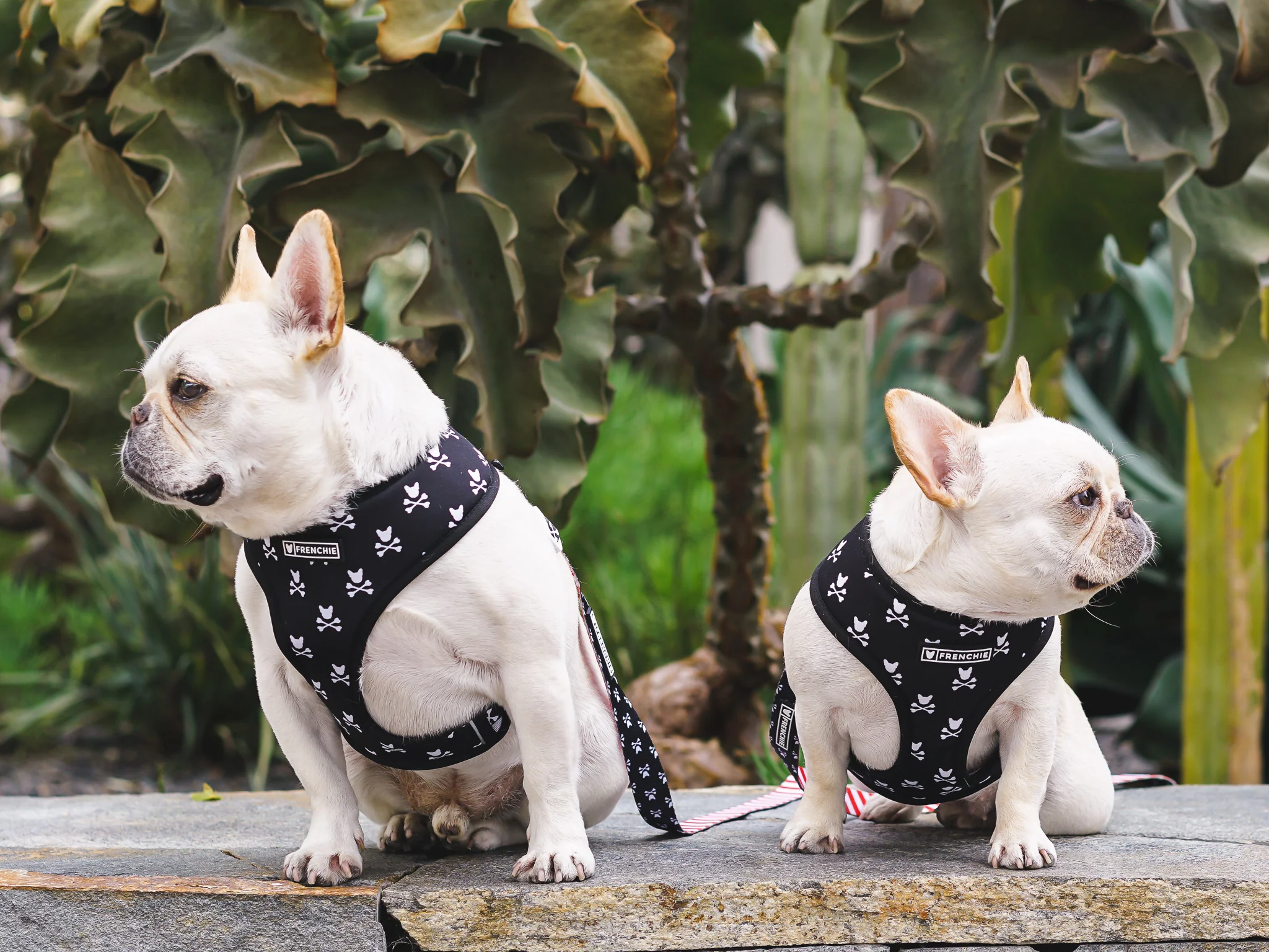 Frenchie Duo Reversible Harness Bad to the Bone，兩種造型一件搞定