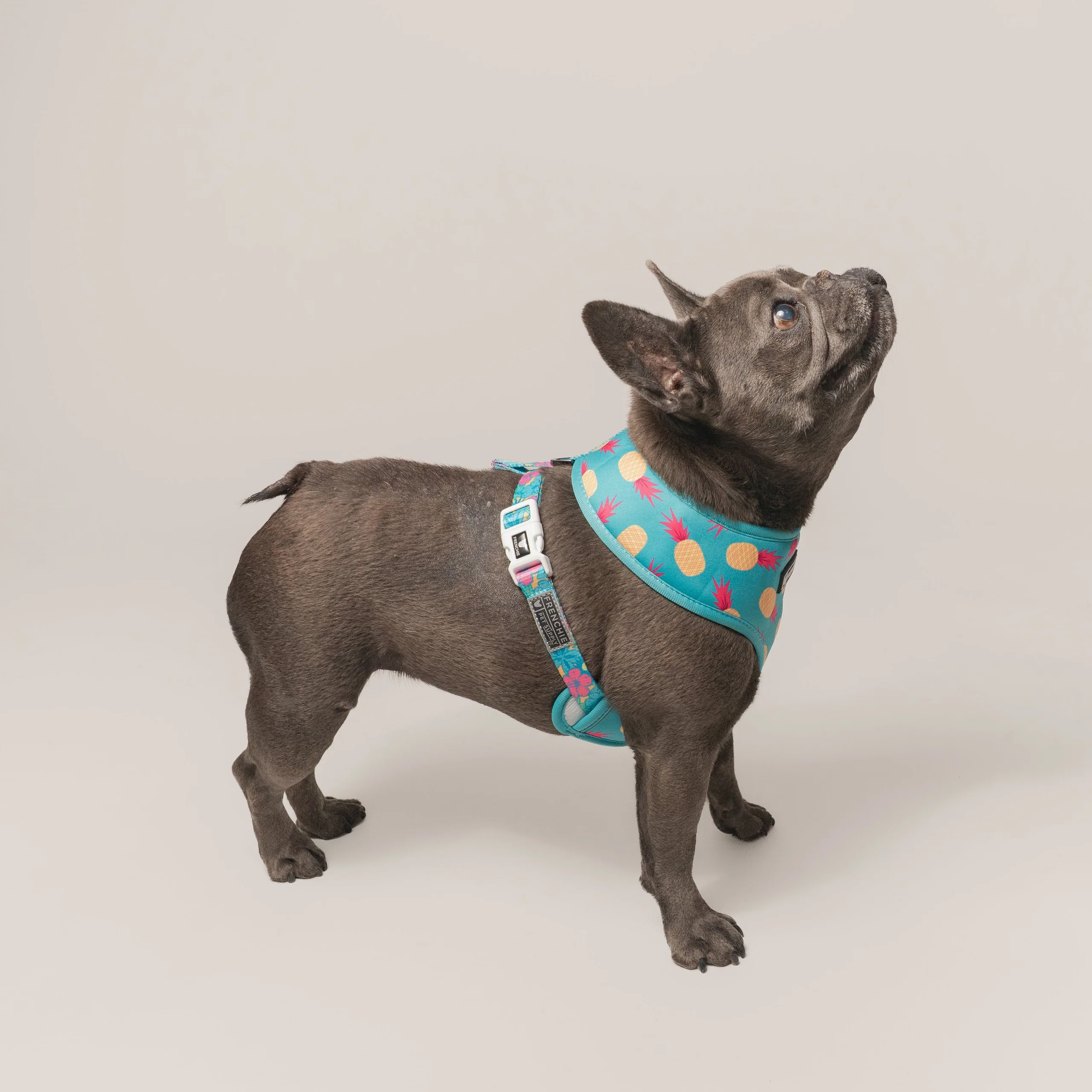 Frenchie Duo Reversible Harness Tropical Punch 두 가지 스타일을 하나로