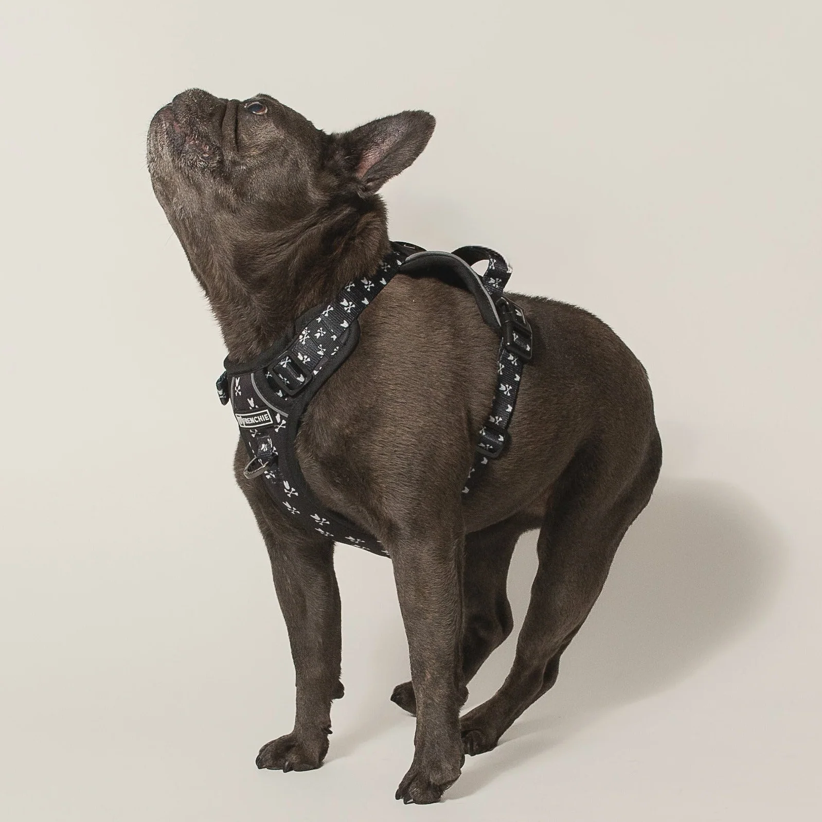Frenchie Verstellbares Geschirr Bad to the Bone für Zieher und sturе Welpen