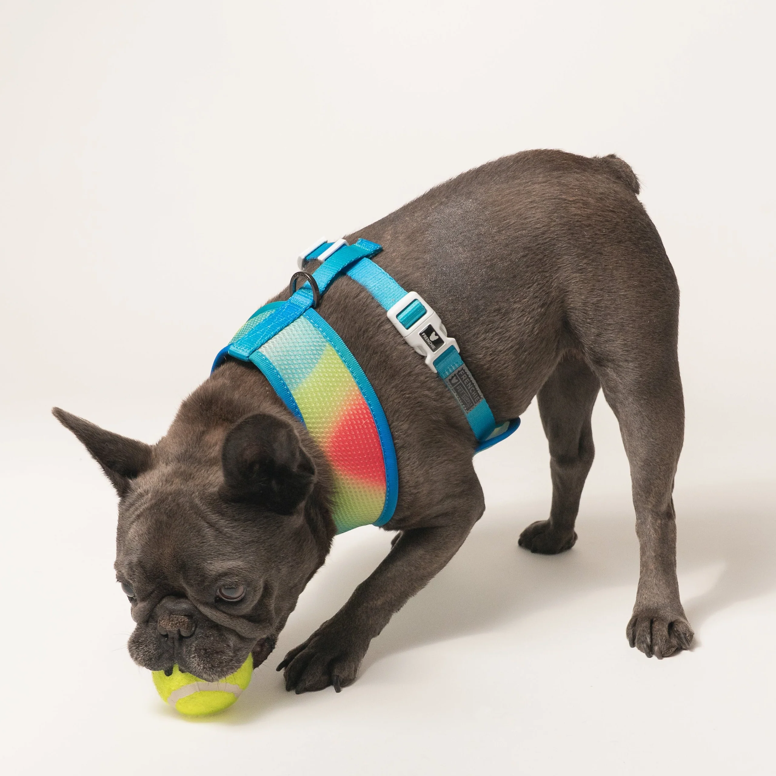 Frenchie Duo Reversible Harness (Gummies) - 소형~중형견용