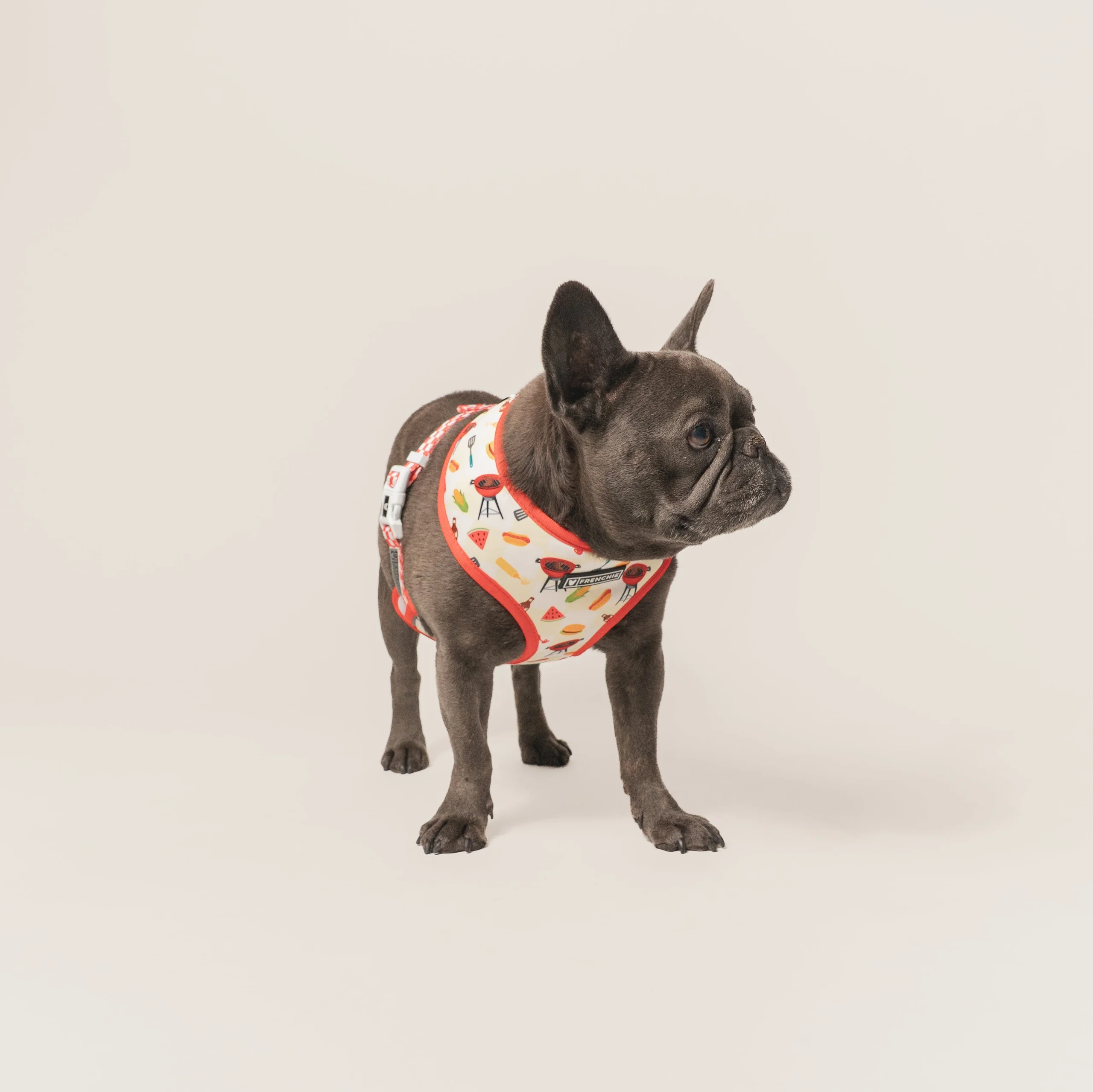 Frenchie Duo vendbar sele Cook Out til små og mellemstore hunde