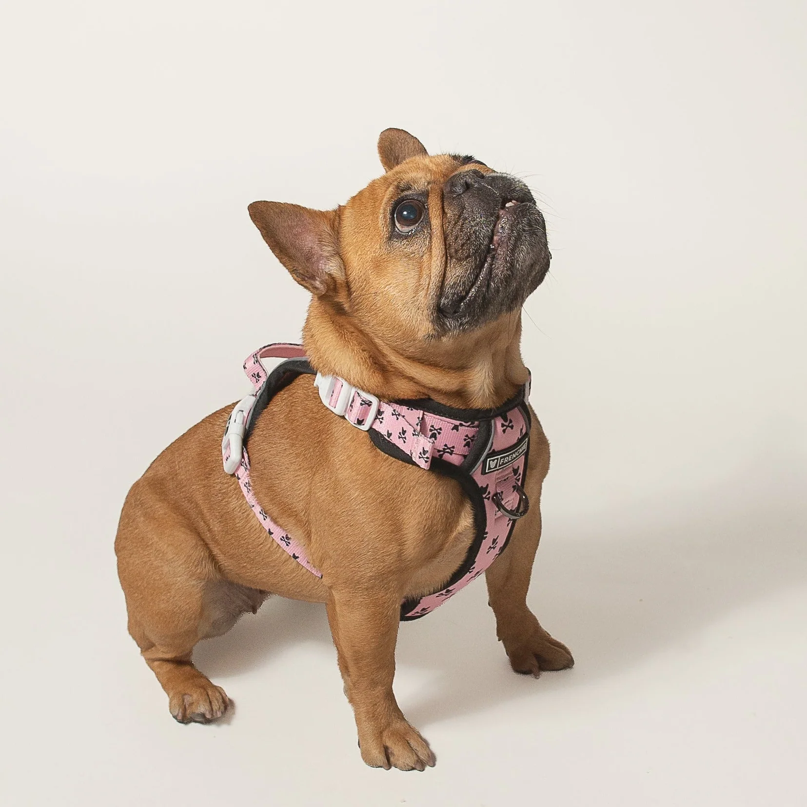 Harness Adjustable Frenchie Bad to the Bone Pink untuk Anjing Penarik yang Keras Kepala