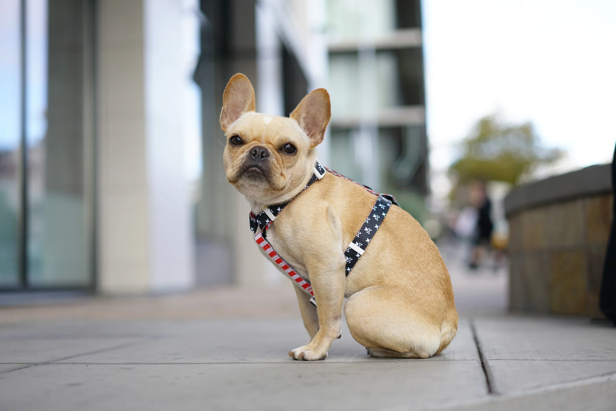 Frenchie Strap Harness in Bad to the Bone, One Size Fits Most