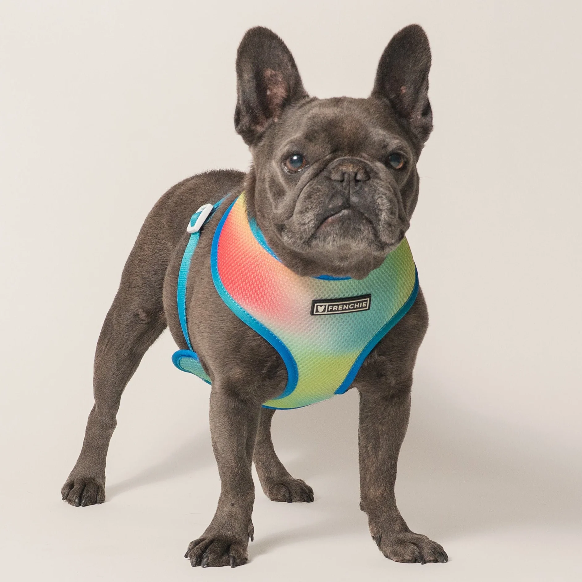 Frenchie Duo Reversible Harness (Gummies) - 소형~중형견용