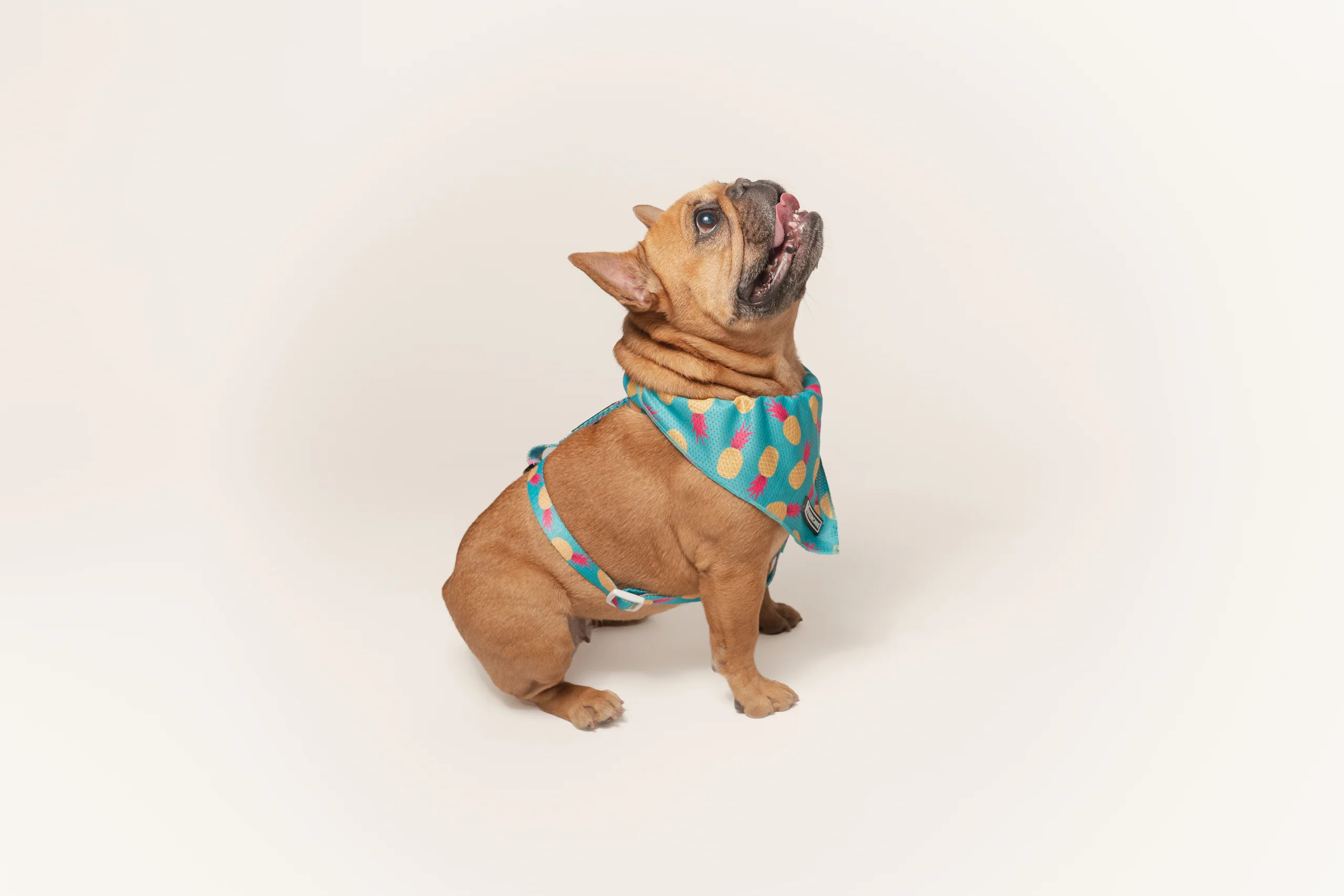 Frenchie Strap Harness Tropical Punch for Small and Medium Dogs