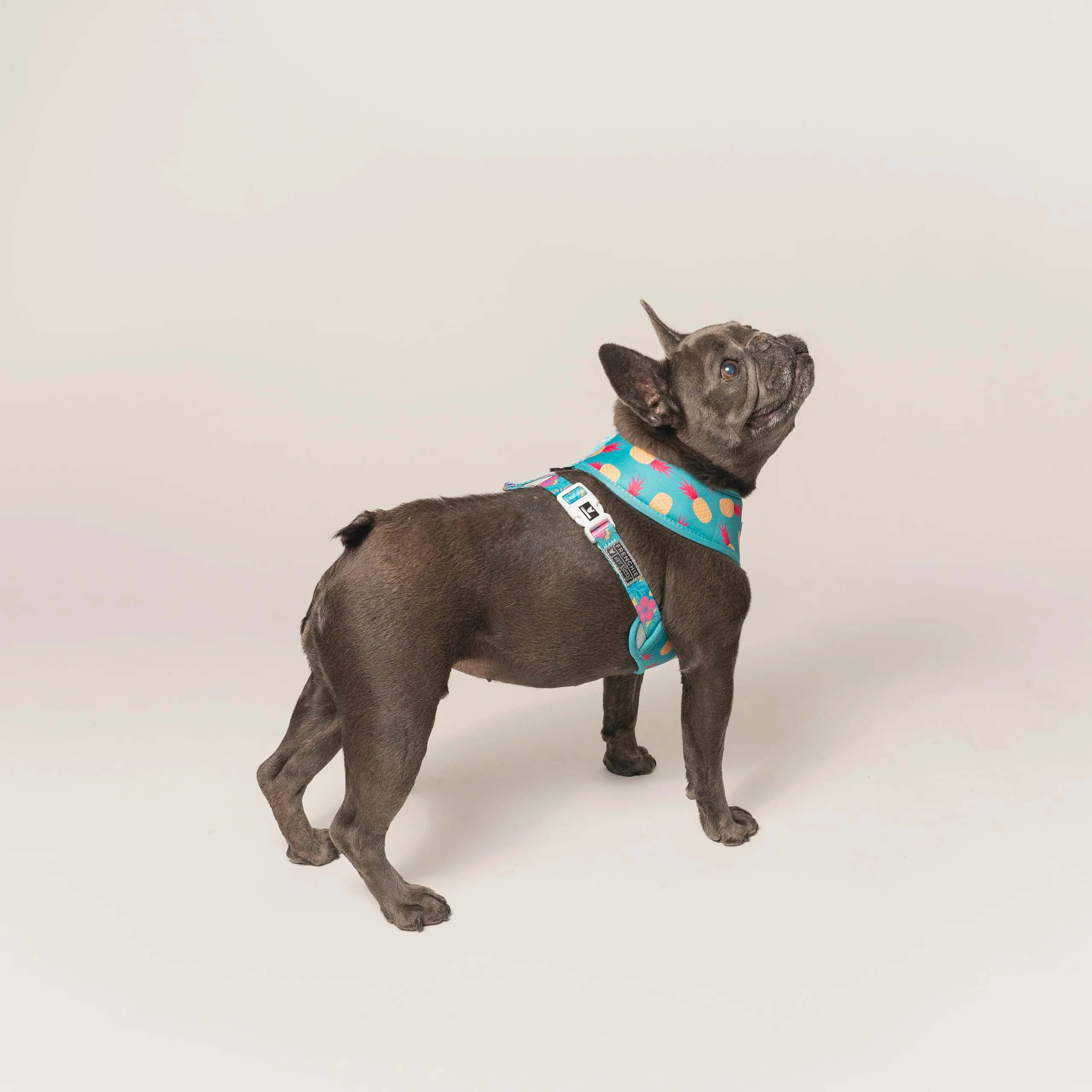 Frenchie Duo Reversible Harness Tropical Punch 두 가지 스타일을 하나로