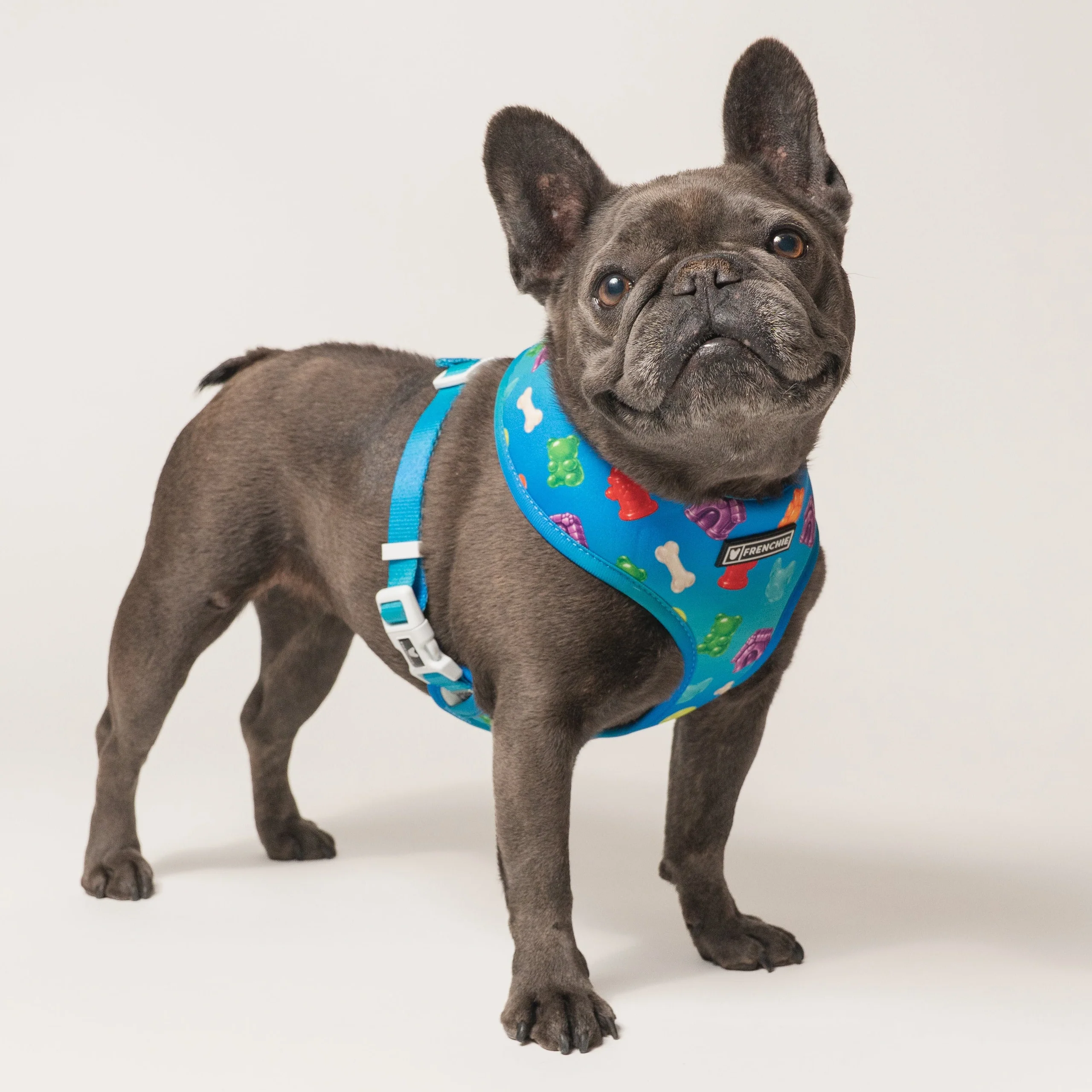 Frenchie Duo Reversible Harness (Gummies) - 소형~중형견용