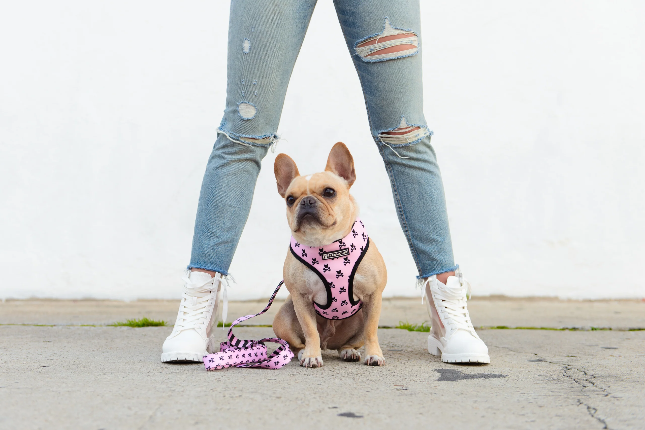 Frenchie Duo Reversible Harness Pink Bad to the Bone for Small to Medium Dogs