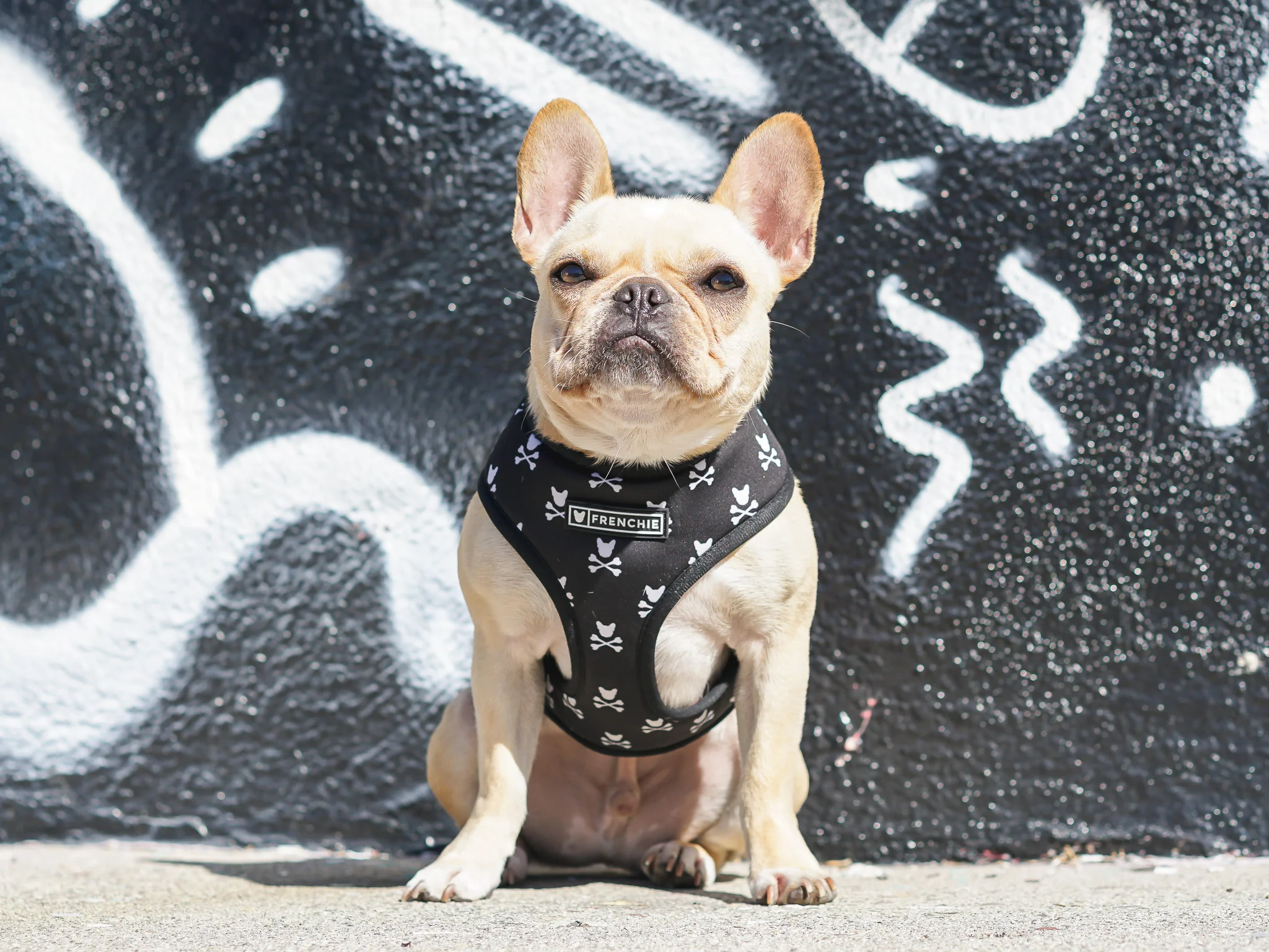 Frenchie Duo Reversible Harness Bad to the Bone，兩種造型一件搞定