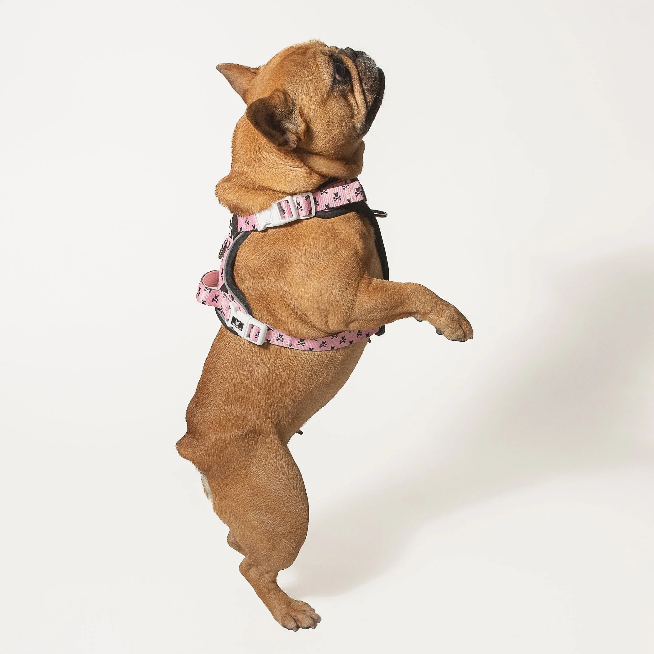 Harness Adjustable Frenchie Bad to the Bone Pink untuk Anjing Penarik yang Keras Kepala
