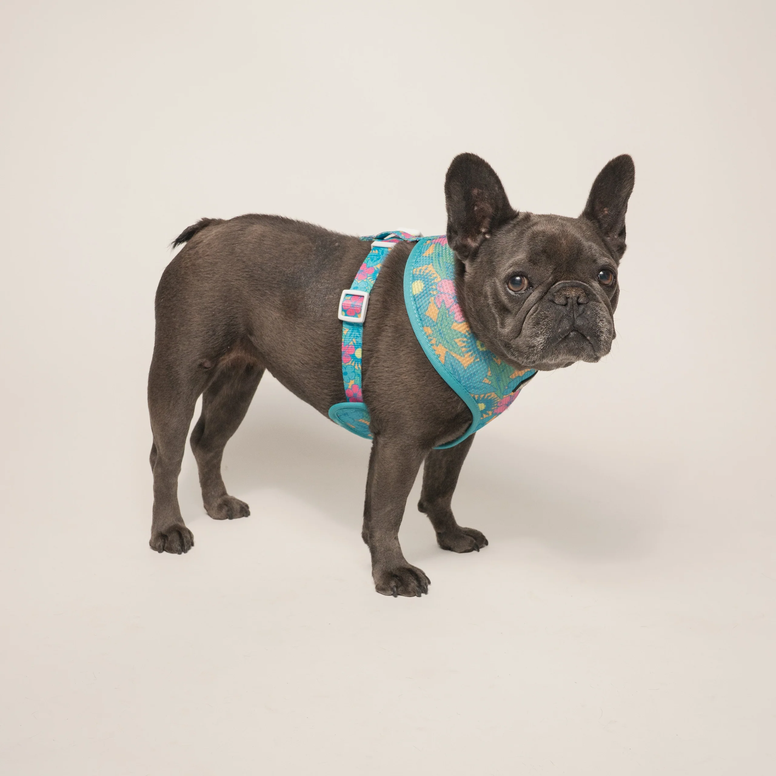 Frenchie Duo Reversible Harness Tropical Punch 두 가지 스타일을 하나로